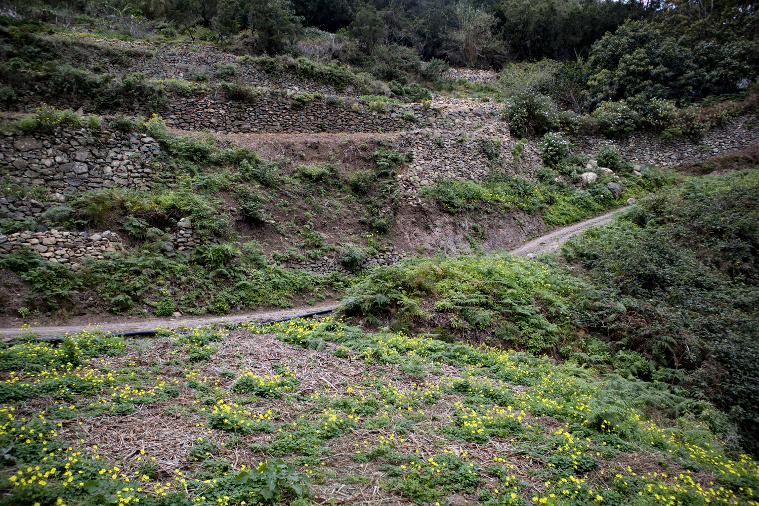 Wanderweg hoch zu den Casas Forestal