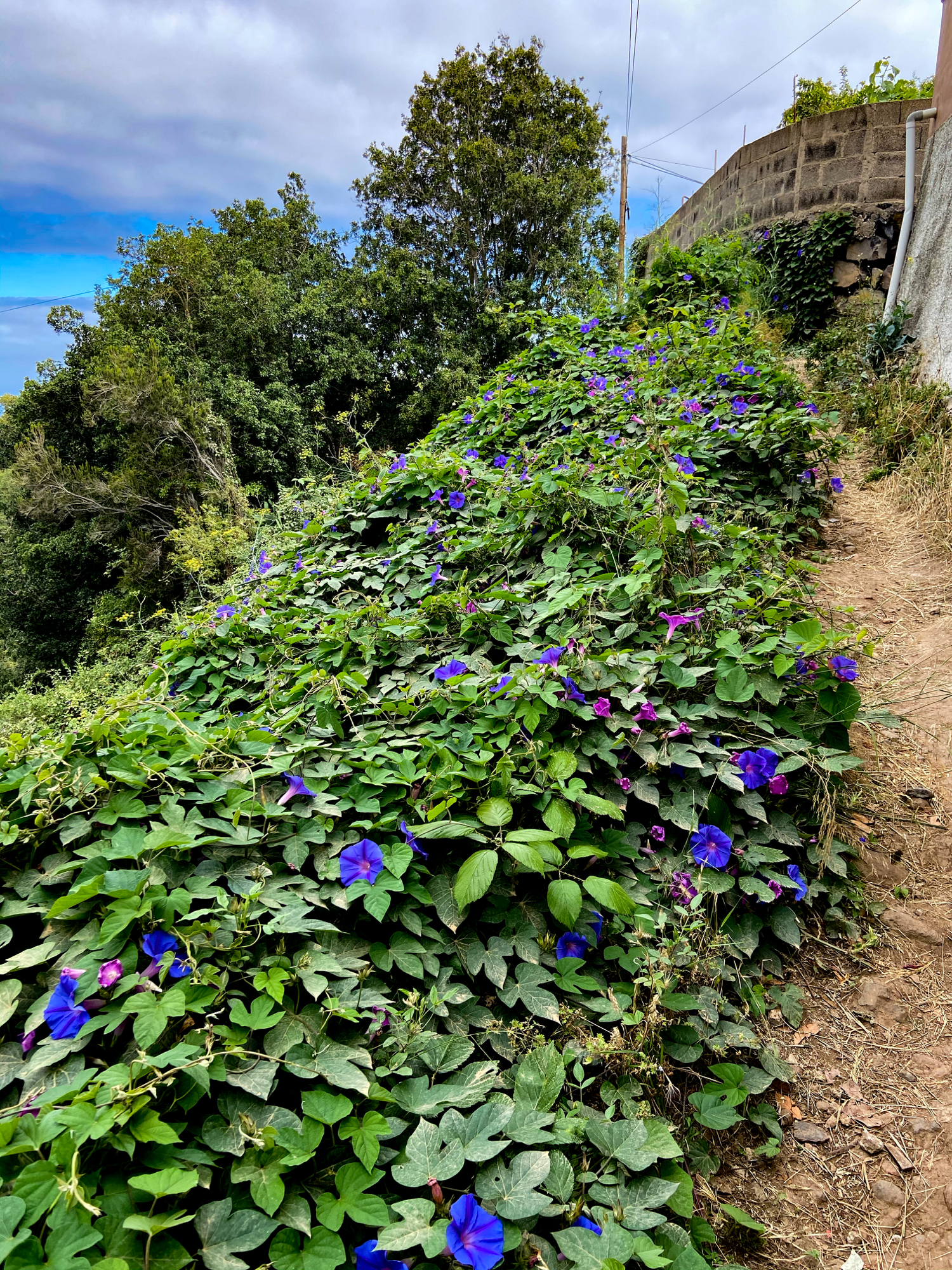 Blumen am Wanderweg bei Tierra del Trigo