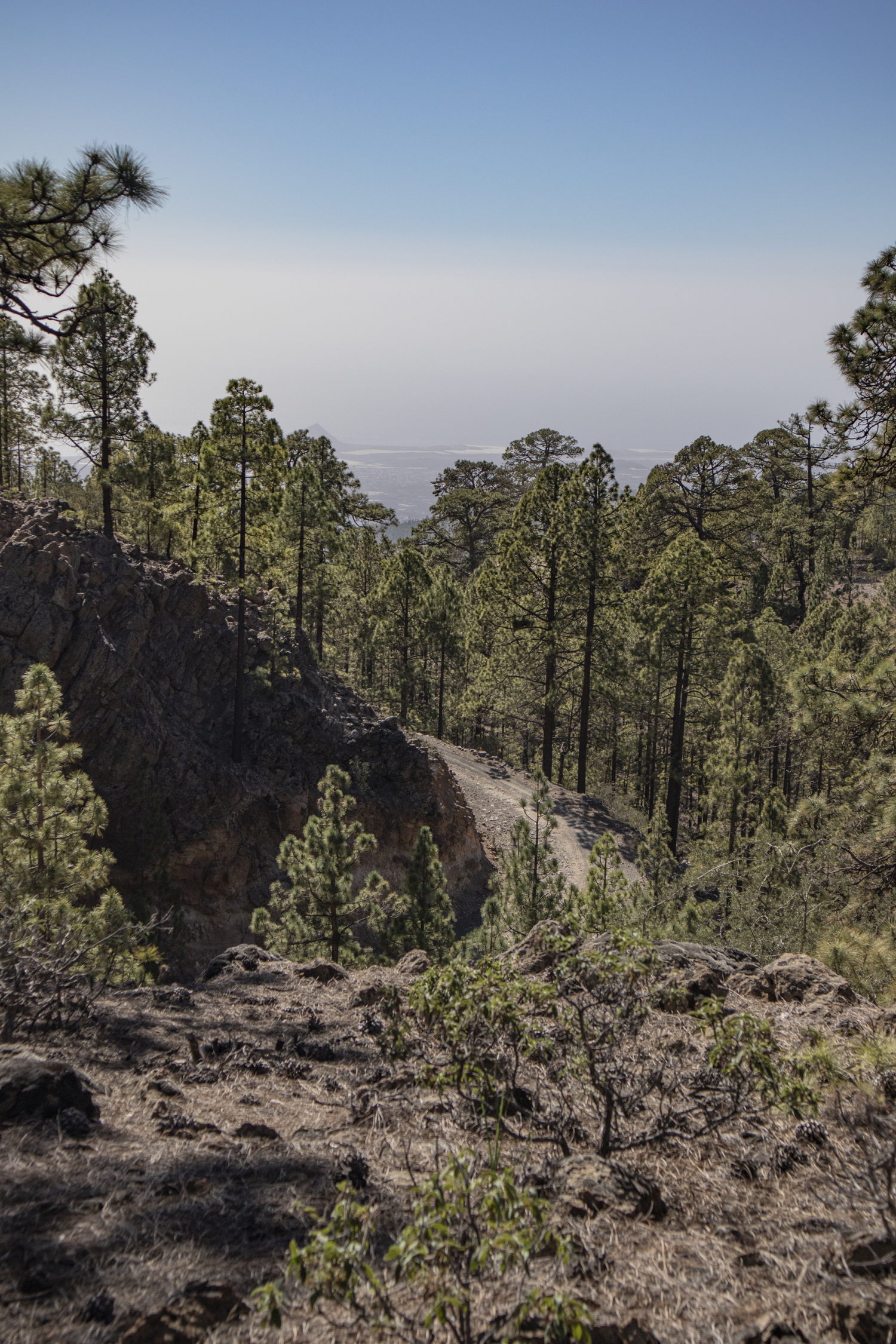 Forstweg mit Blick auf die Ostküste von Teneriffa
