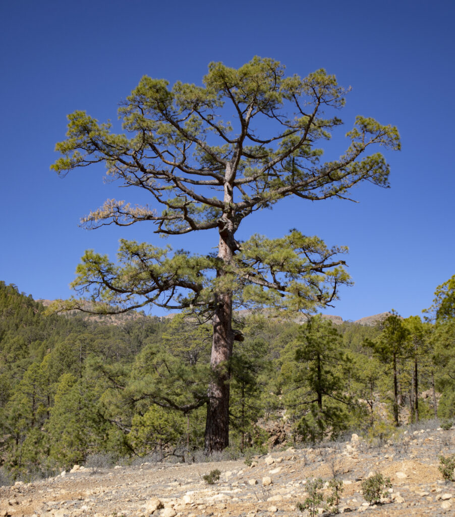 big tree by the wayside