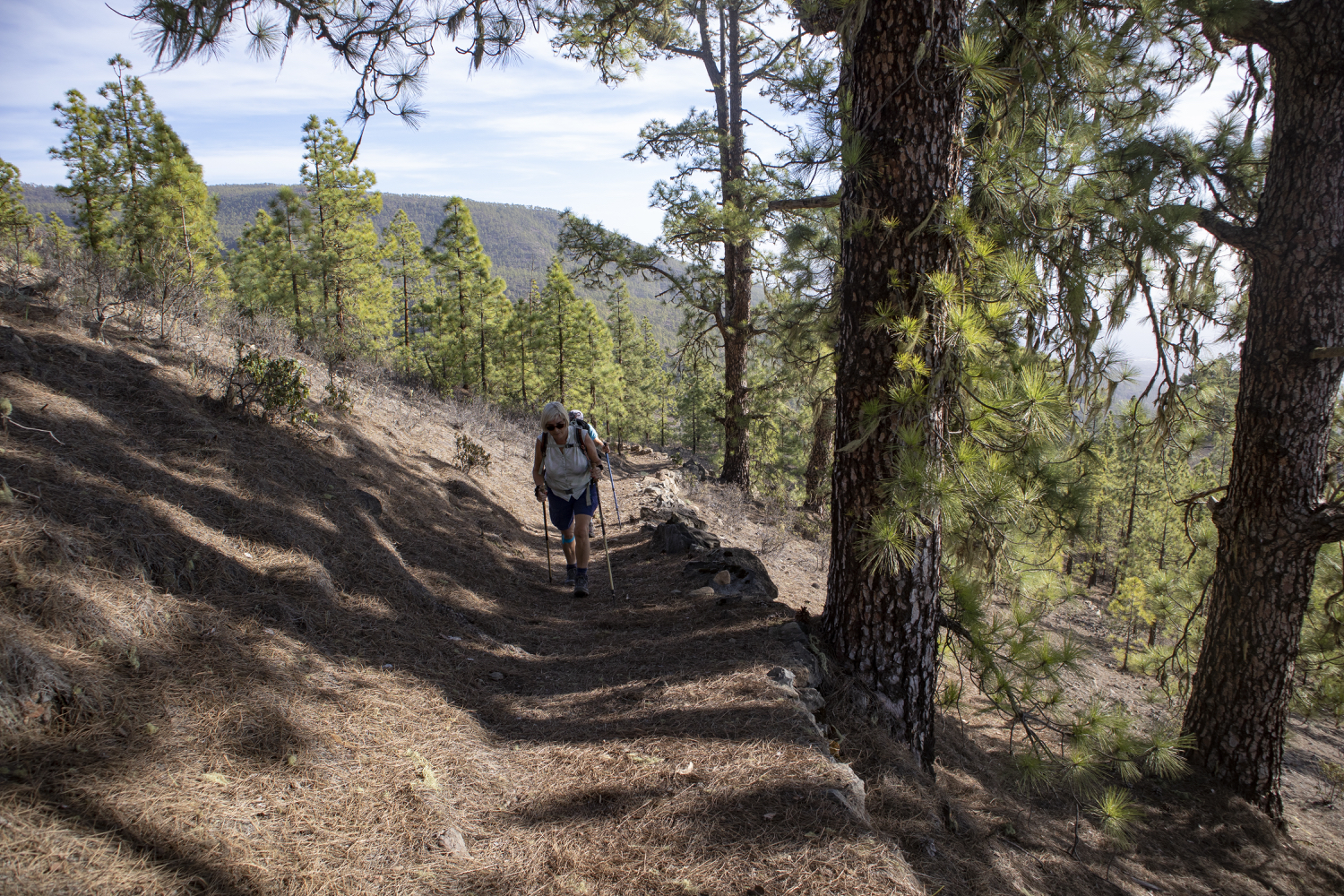Wanderweg durch Kiefernwälder im unteren Teil der Wanderung über Arrico