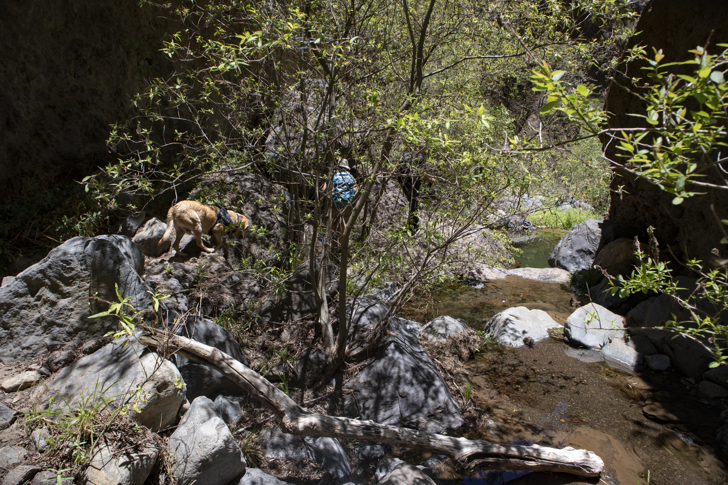 schmaler Weg durch Büsche entlang des Baches - Barranco del Río