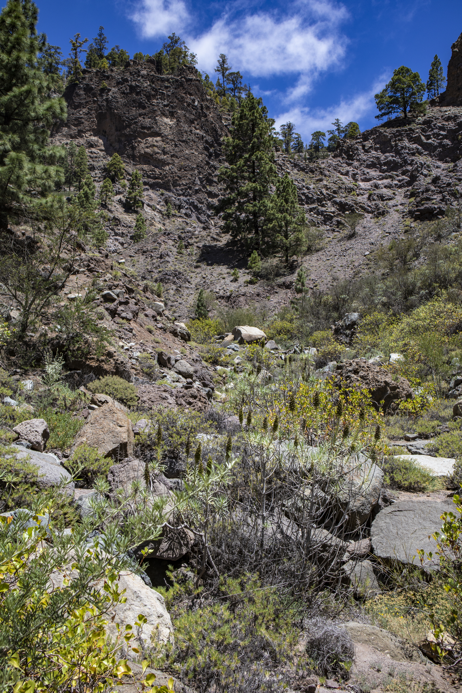 Barranco del Río - wilde Landschaft an den Osthängen der Cañadas