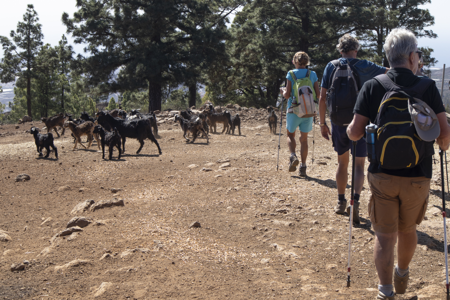Ruta de senderismo por una granja de cabras