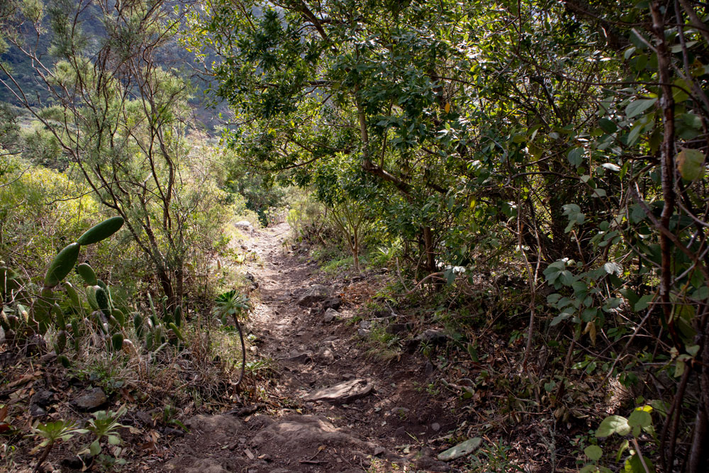 Wanderweg durch den Lorbeerwald