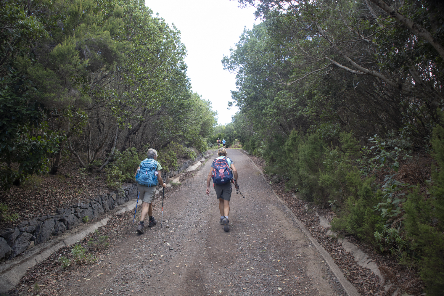 Fahrweg durch den Lorbeerwald