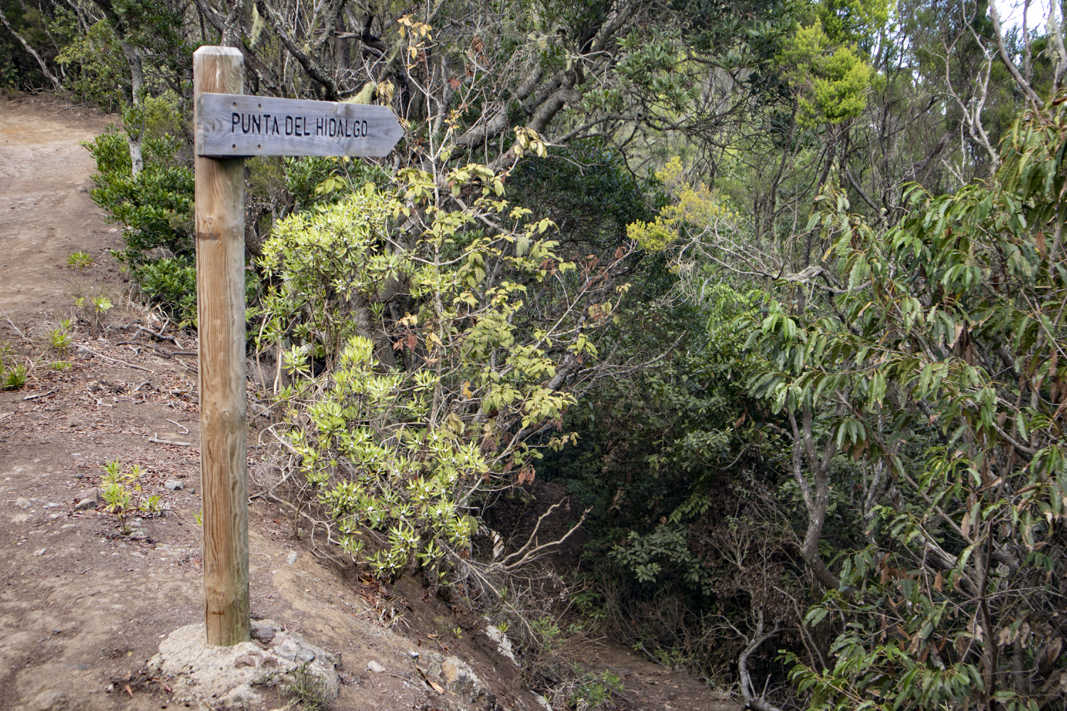 Abzweig in Richtung Punta del Hidalgo
