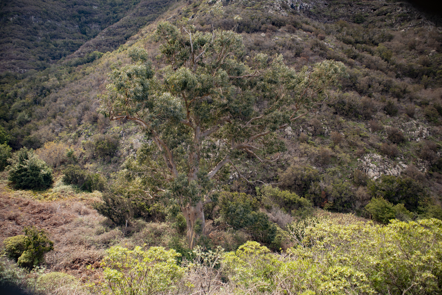 Eukaliptusbaum am Wegesrand - Barranco de la Goleta
