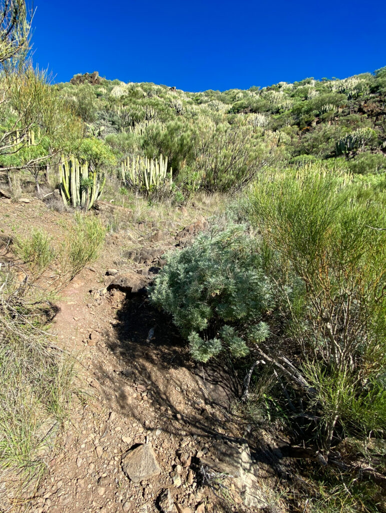 Hiking trail up the ridge above Los Carrizales