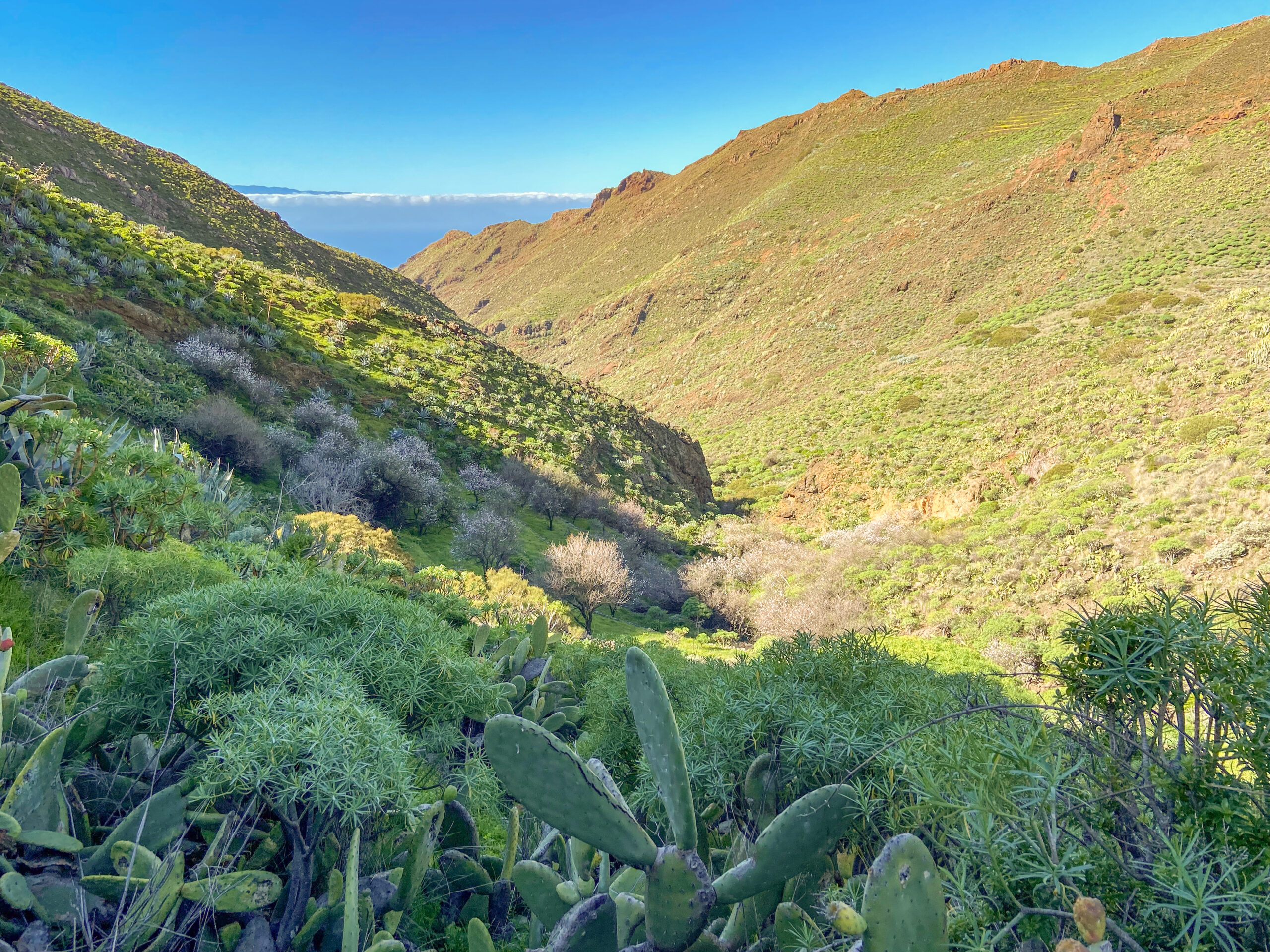 Blick in einen kleinen Barranco mit Mandelbäumen - parallel zum Barranco de Los Carrizales