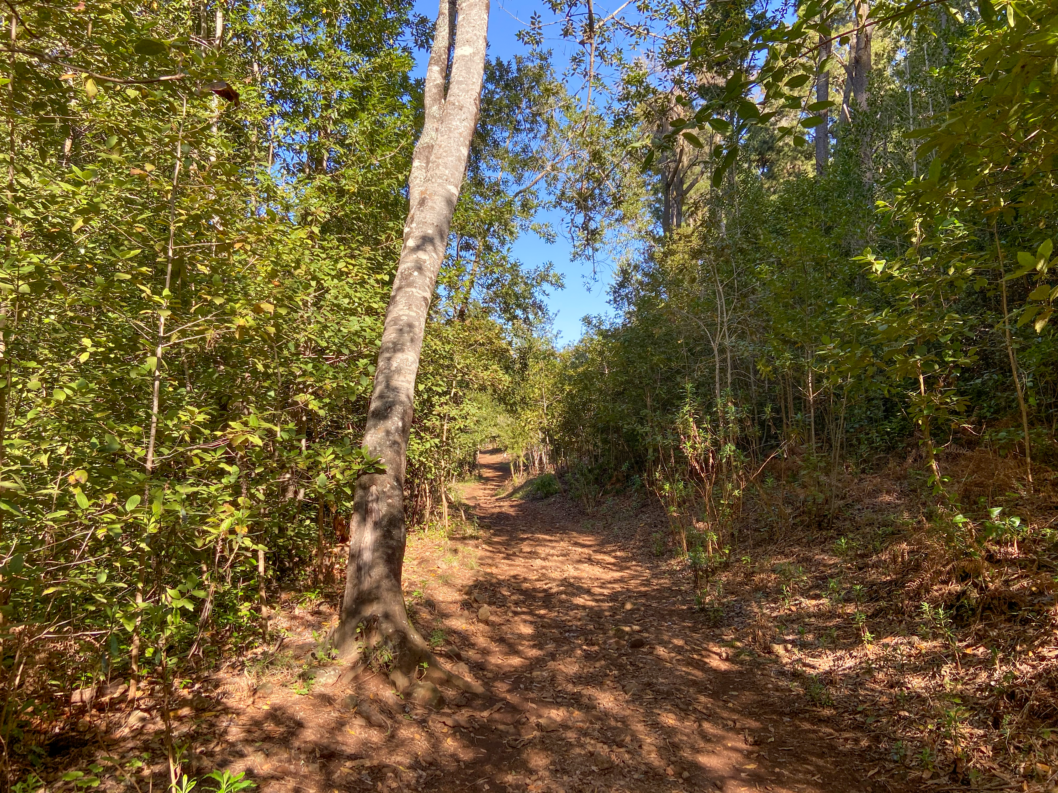 Wanderweg Esperanza Wald