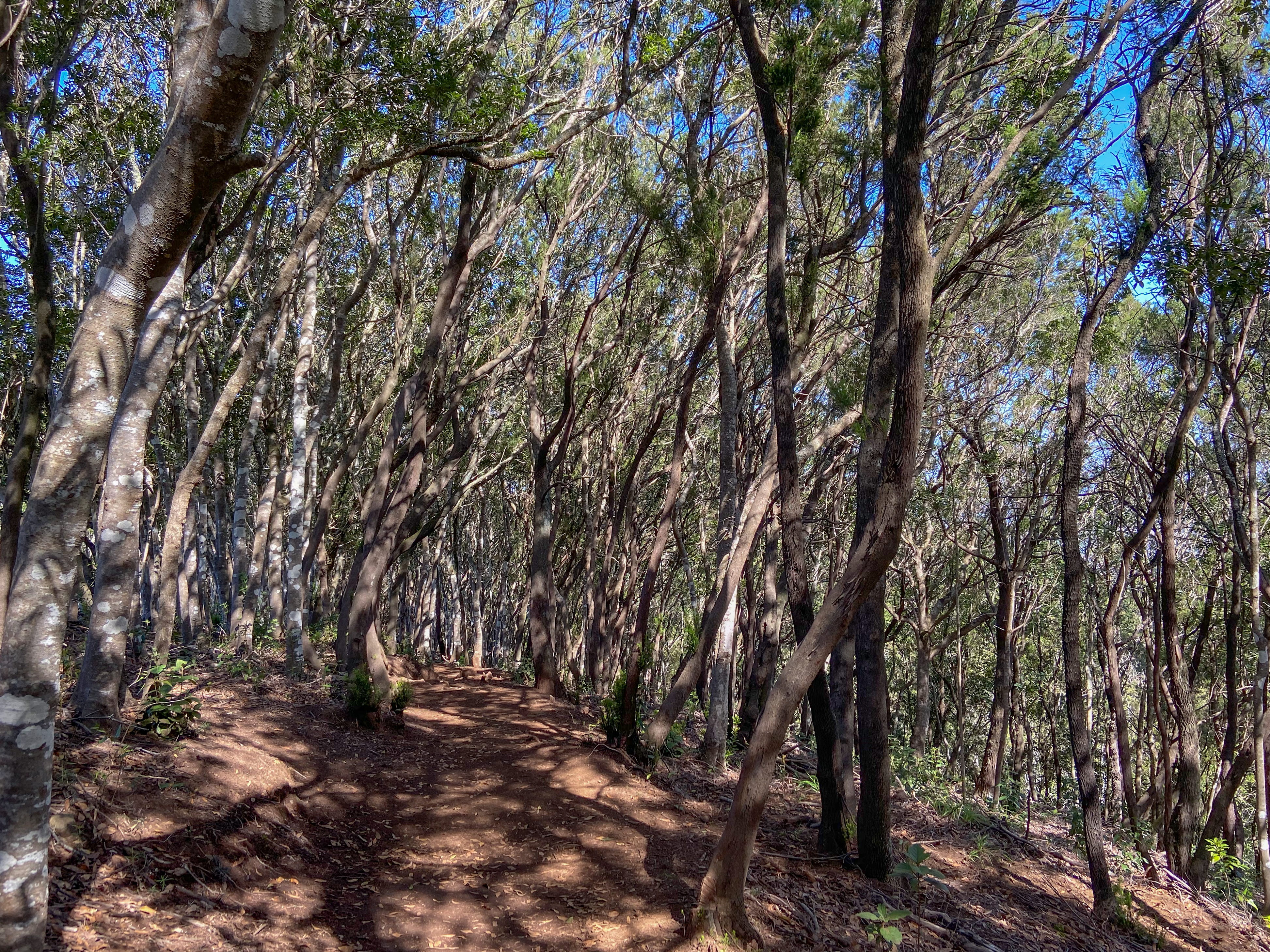 ein ganz besonderer Wald - der Esperanza Wald
