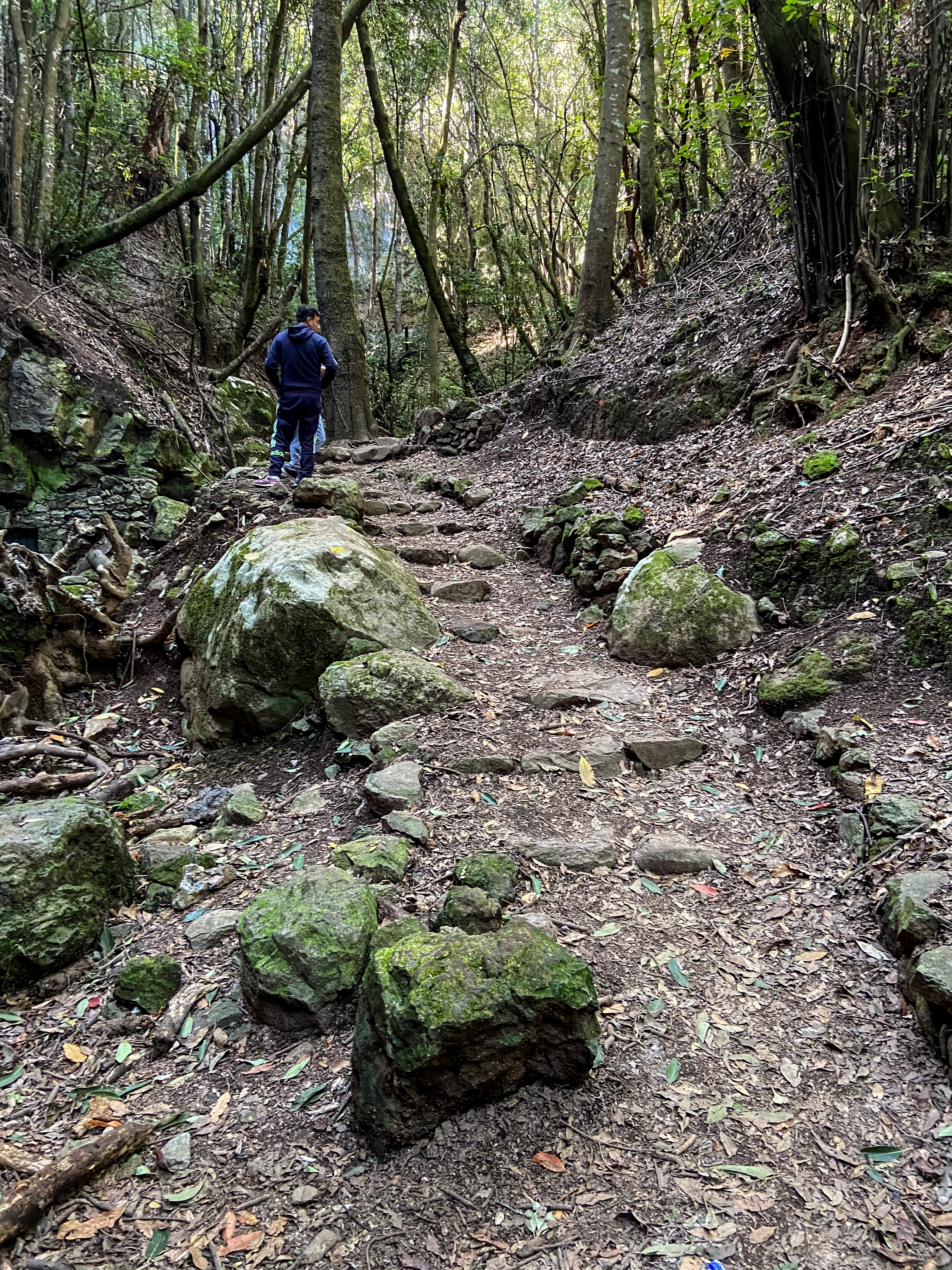 Wanderweg im Esperanza Wald