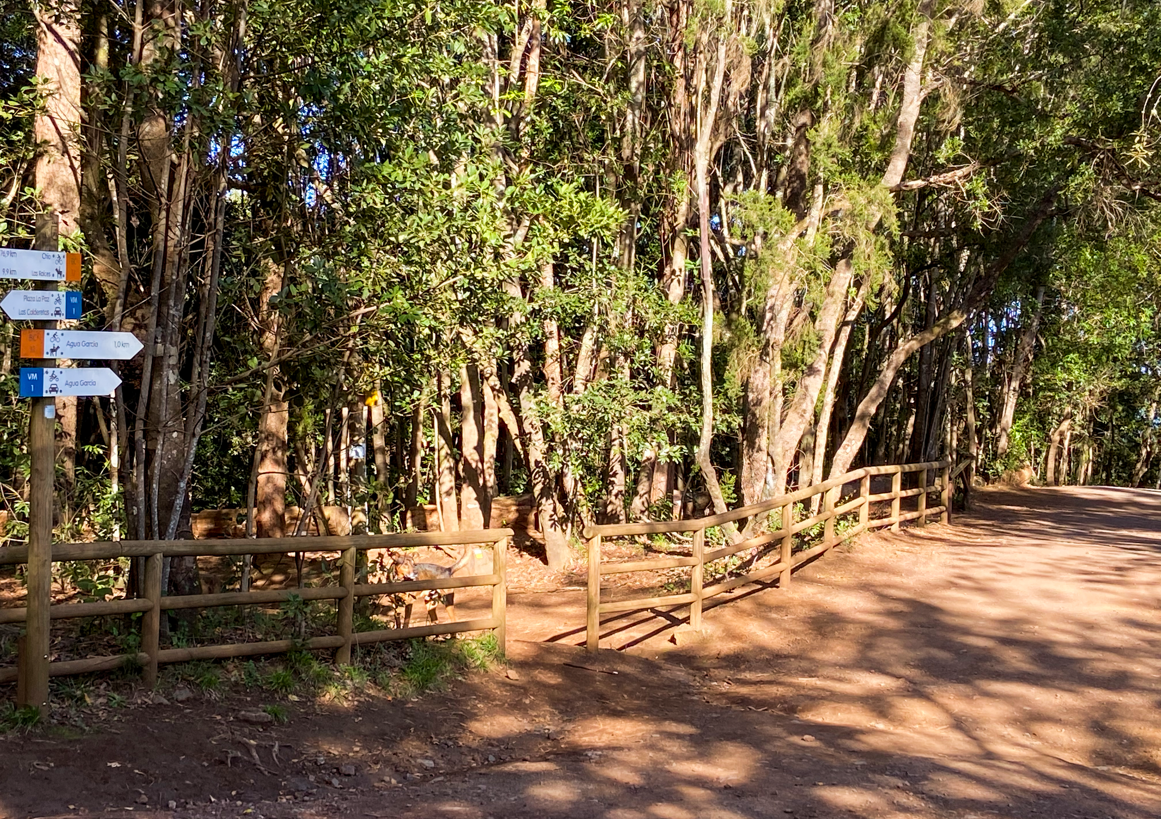 Hiking trail in the Esperanza Forest near Lomo de Jara with good signposting 
