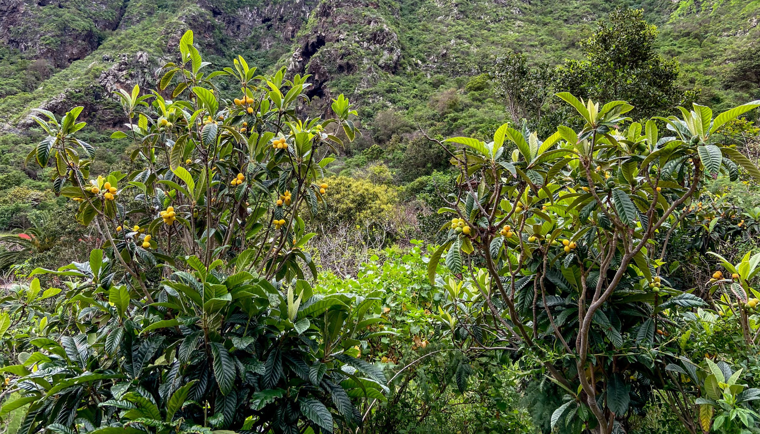 grüner Barranco del los Cochinos