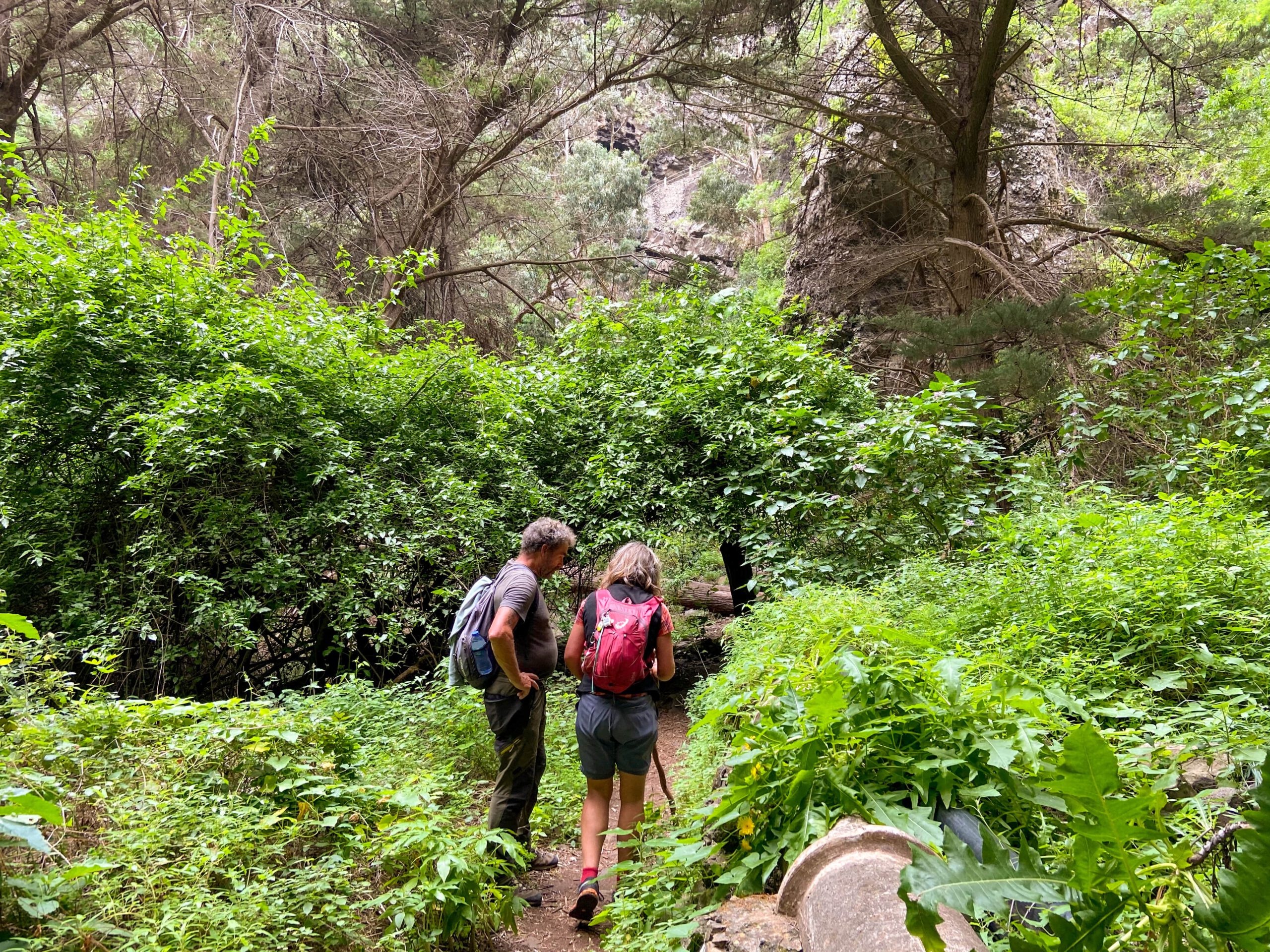 Wandern im Grünen auf schmalen Pfaden m Barranco de los Cochinos
