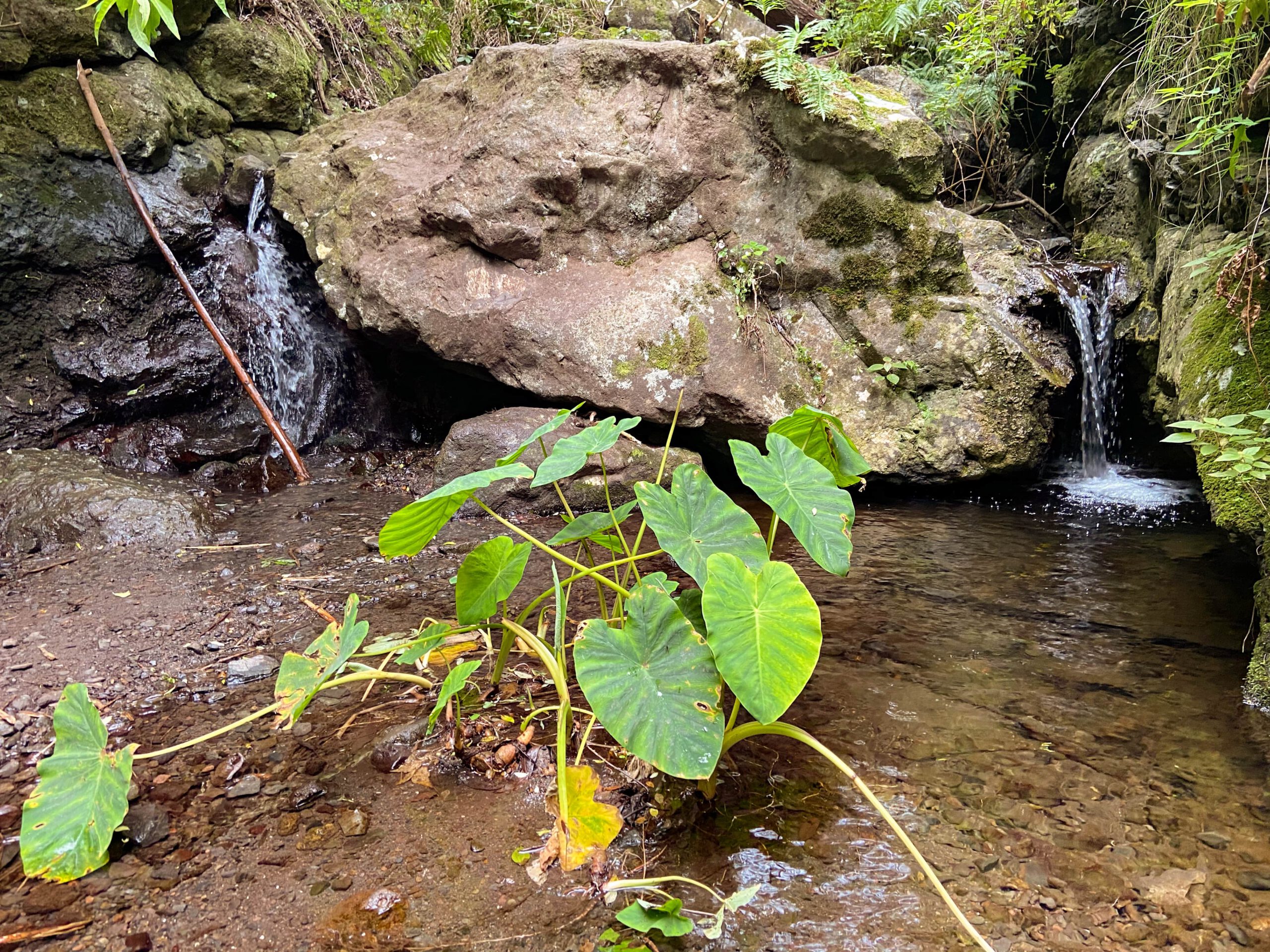 Wasser im Barranco de los Cochinos