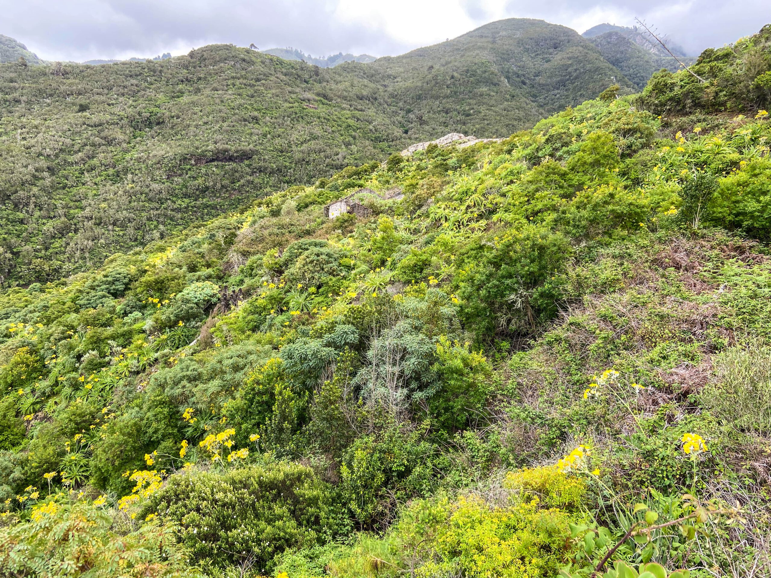 Grüne "Wildness"