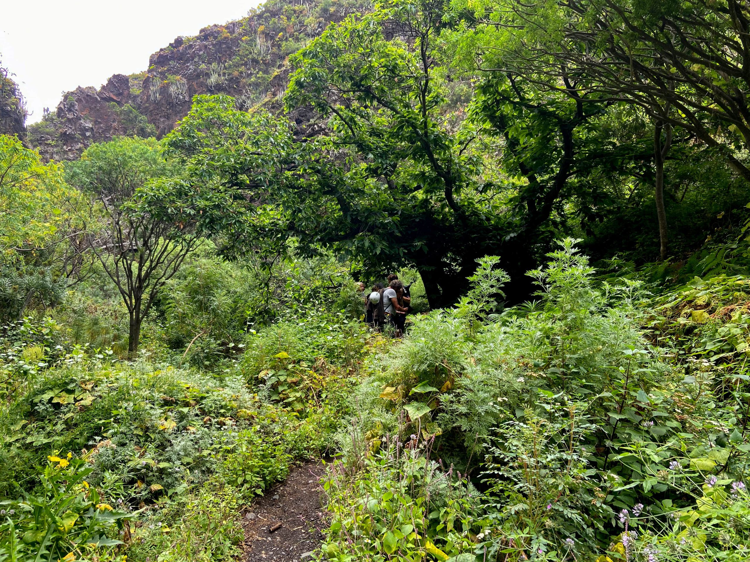 viel Grün im Barranco de los Cochinos