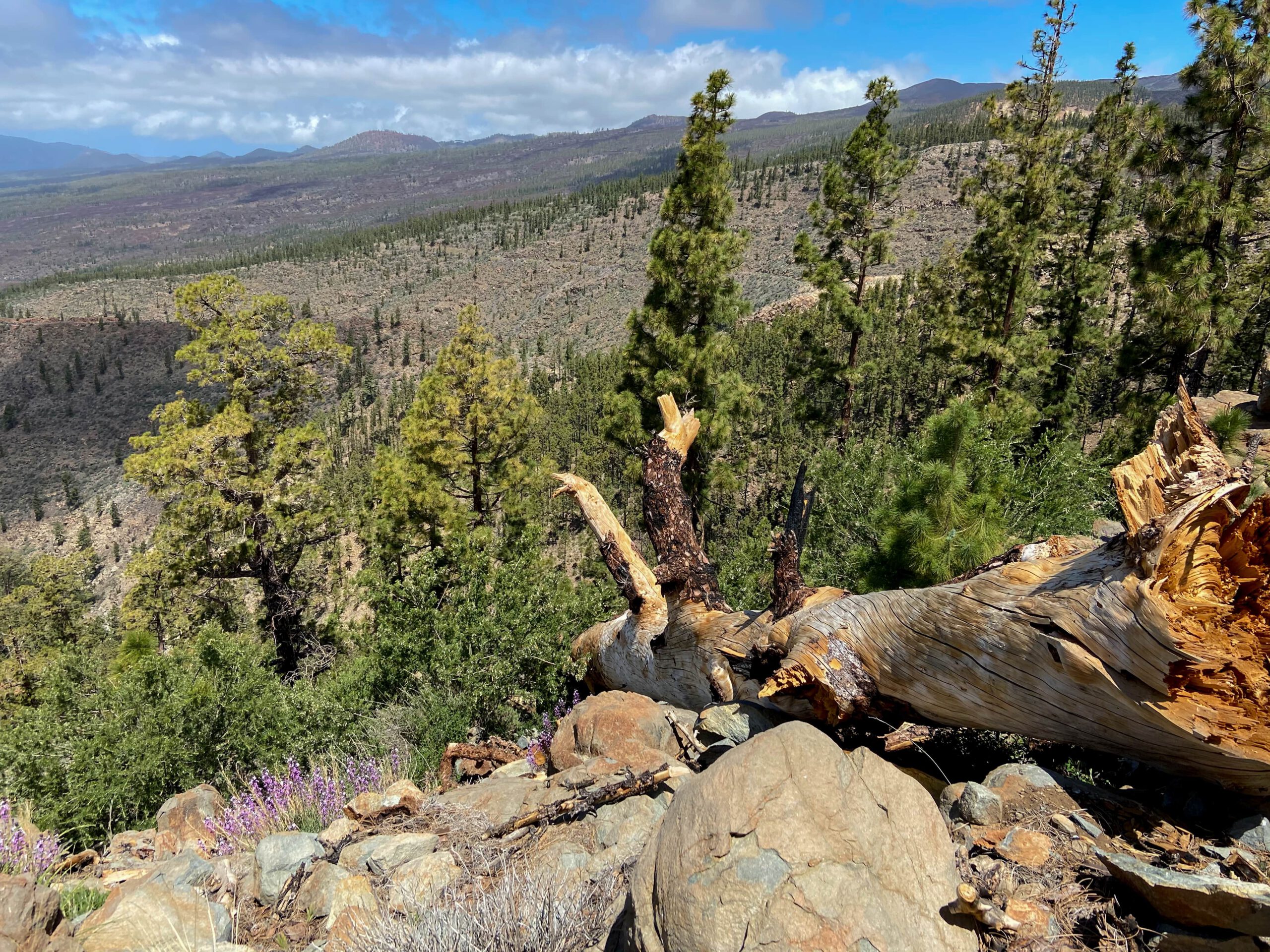 Blick über die Kiefernwälder Richtung Cañadas Höhen
