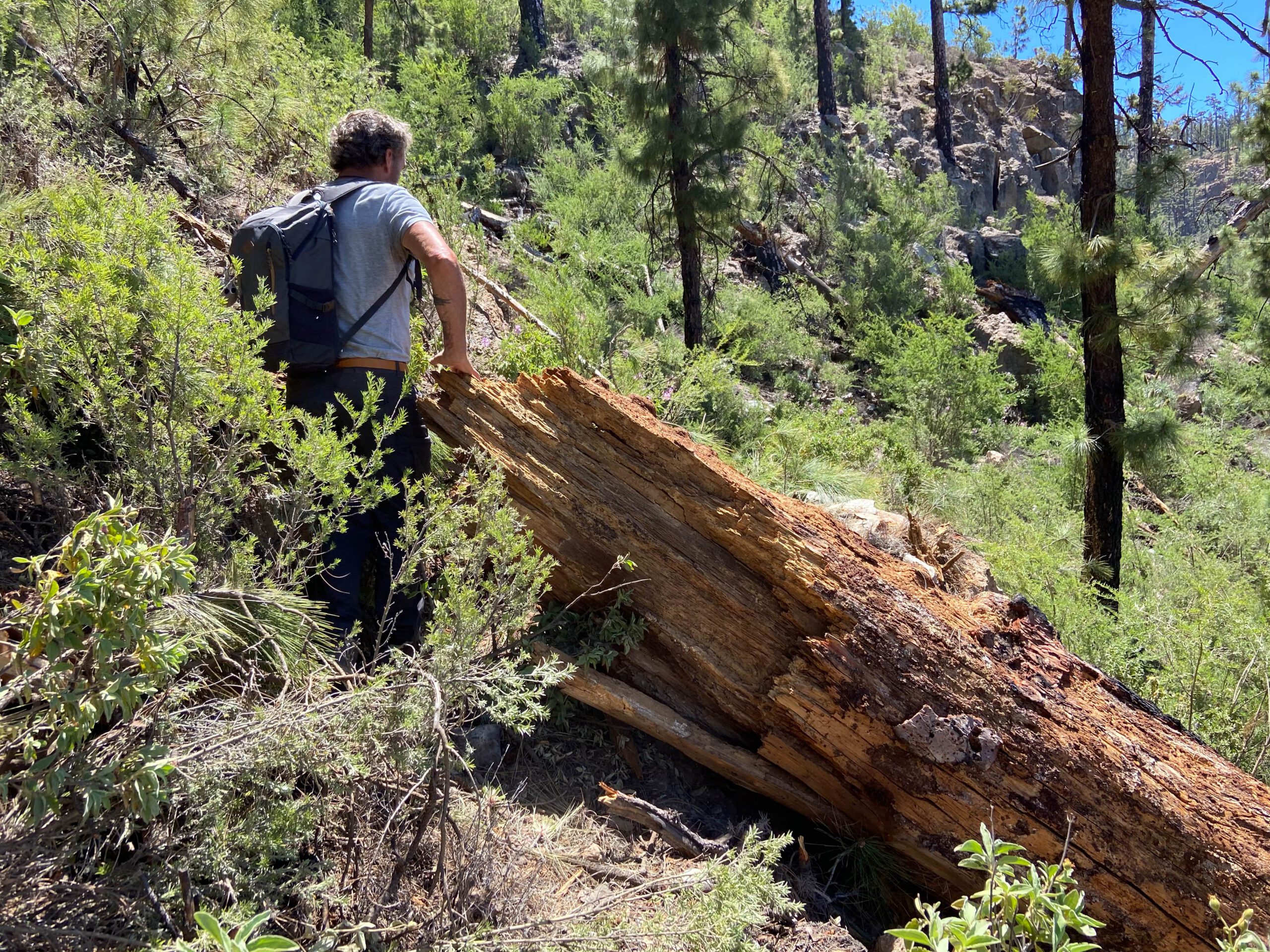 viele umgestürzte Bäume blockieren den Höhenweg im Barranco de Tagara