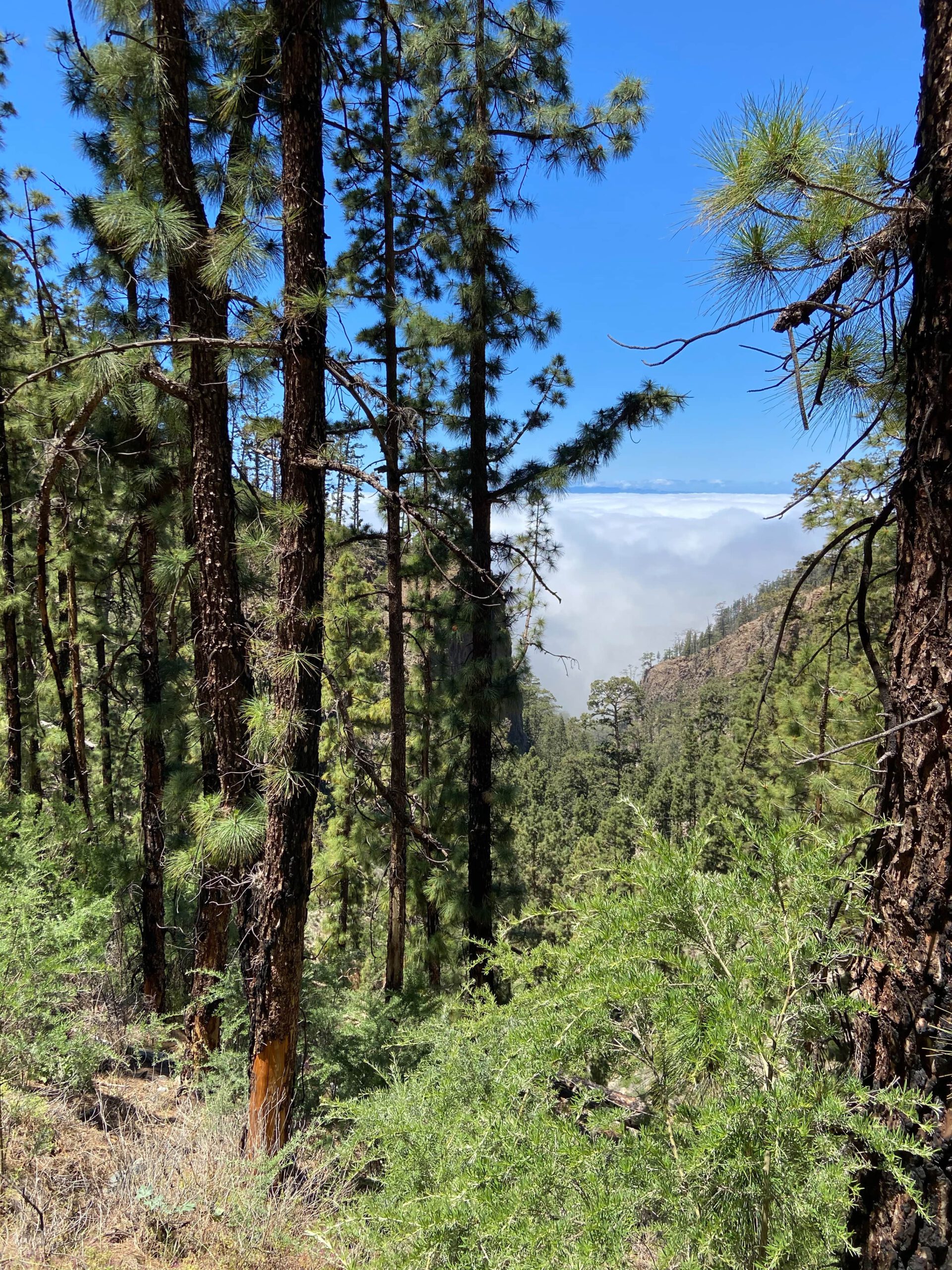 wandern durch Kiefernwald hoch über den Wolken