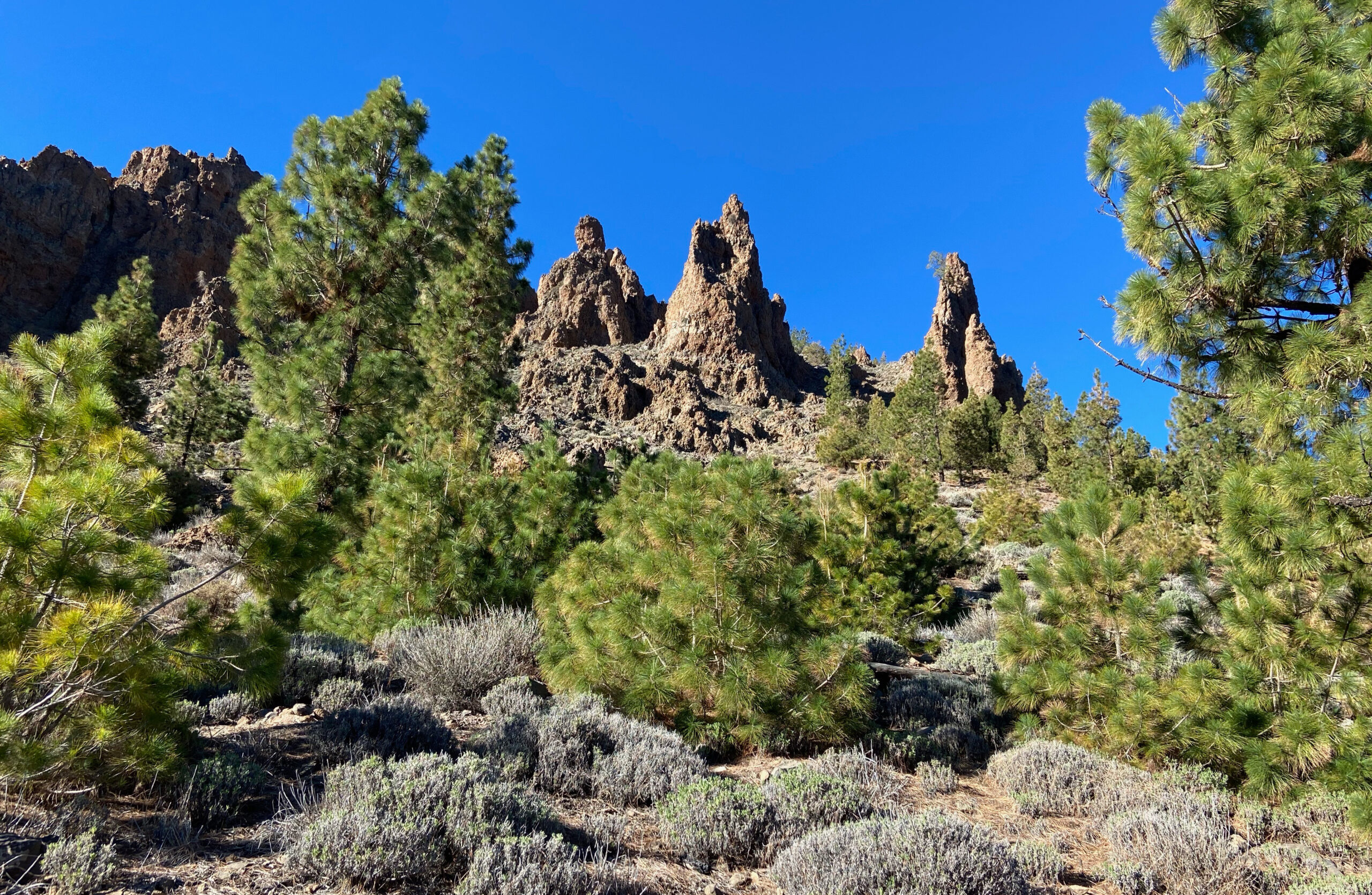 Pinos verdes, rocas escarpadas y cielos azules en el parque nacional