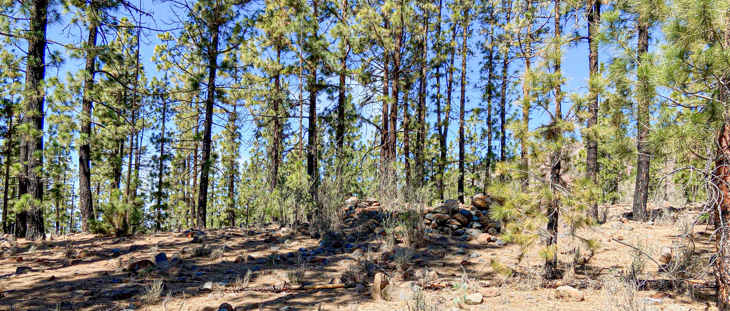 Kiefernwald an den Hängen der Cañadas