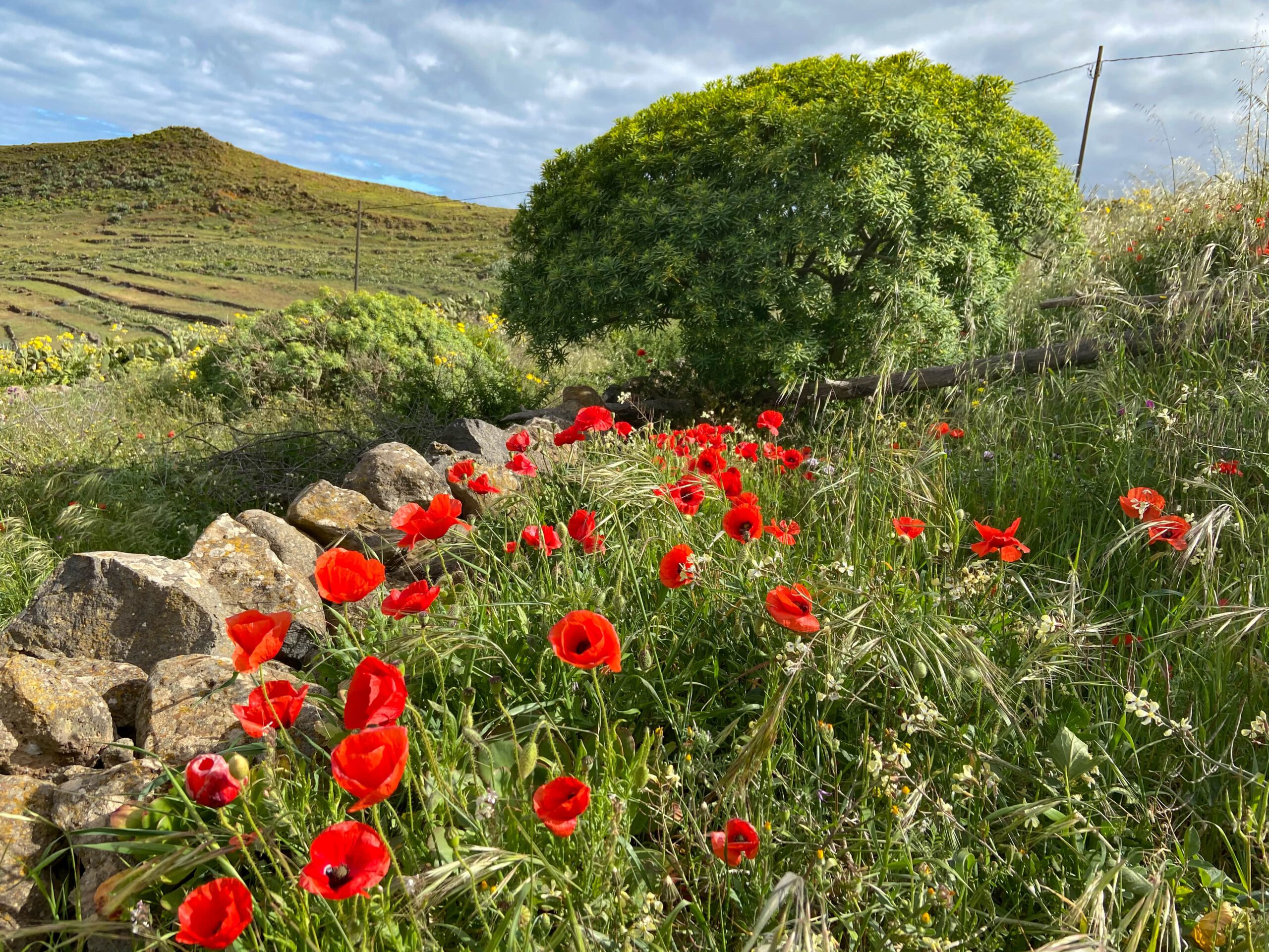 Mohnblüten am Wegesrand - südliches Teno Gebirge