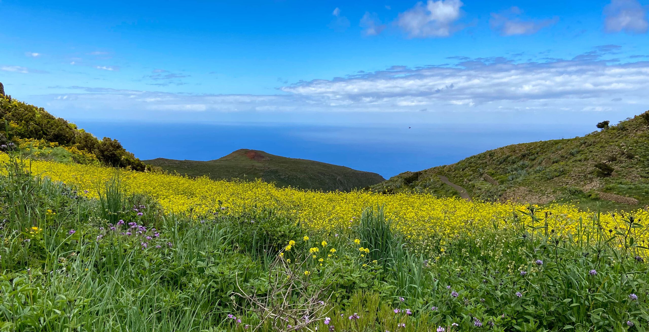 Blick über blühende Felder bis zur Abbruchkante - nördliches Teno Gebirge