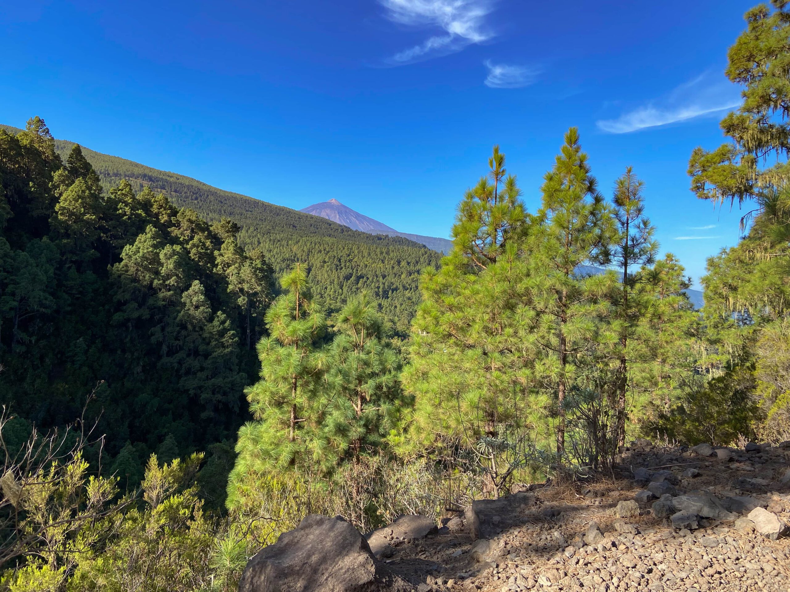 Blick vom Wanderweg über Kiefernwälder und zum Teide