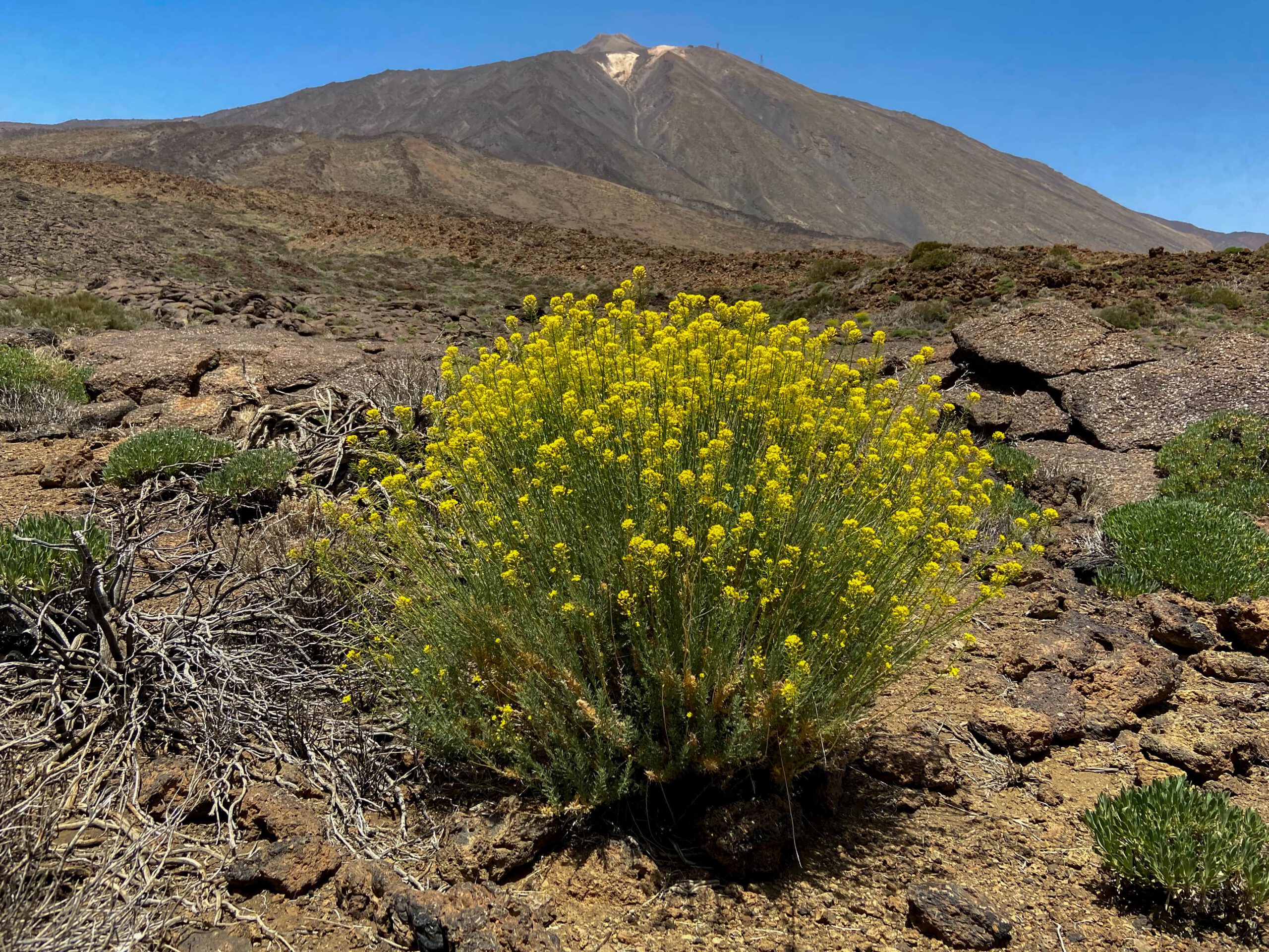 Blick auf den Teide