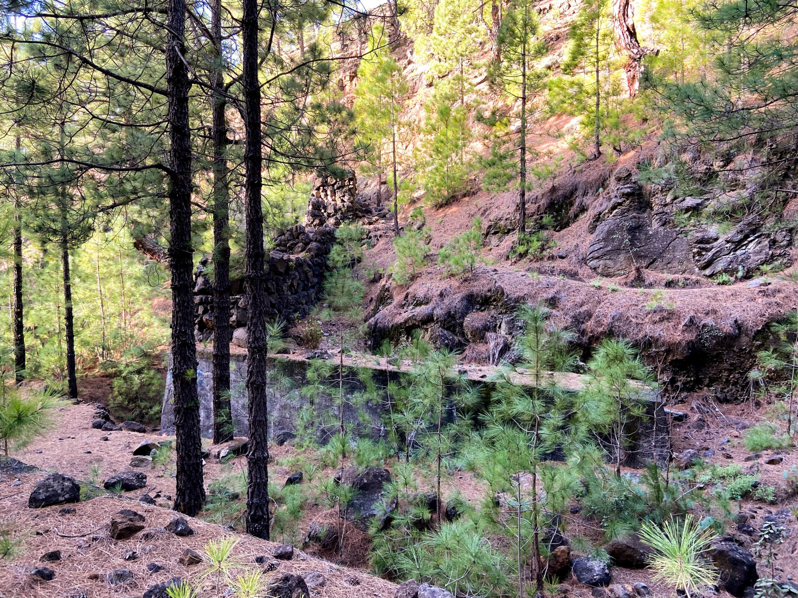 Wanderweg durch den Wald (Hinweg)