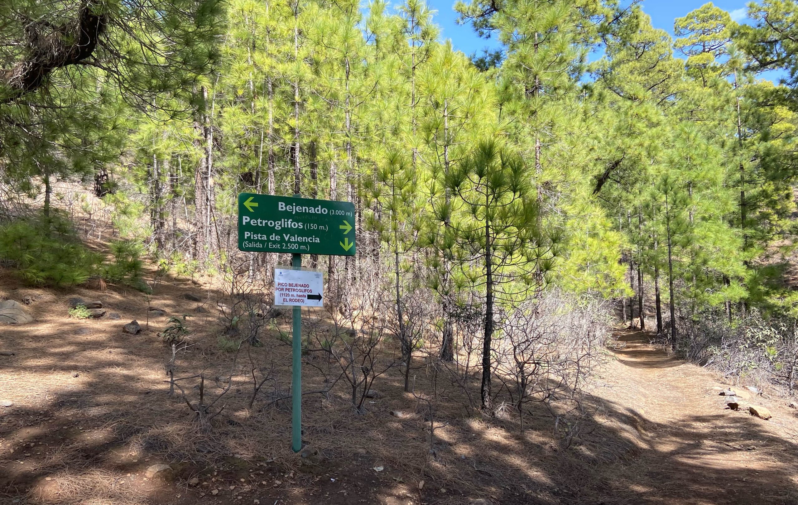 Rückweg zur Pista de Valencia durch den Wald