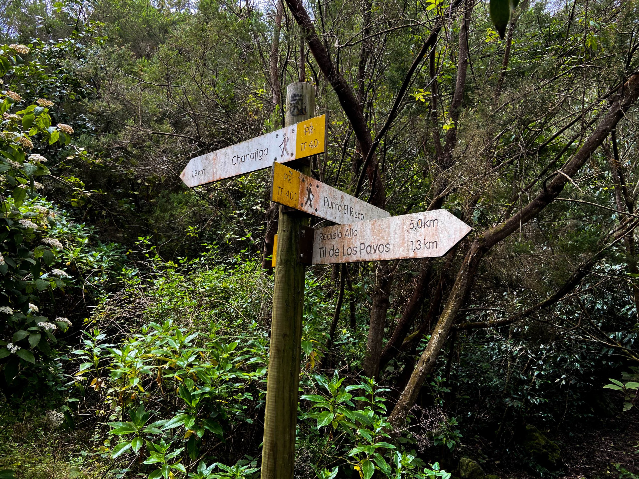 Rückweg durch viel Grün Richtung Los Realejos