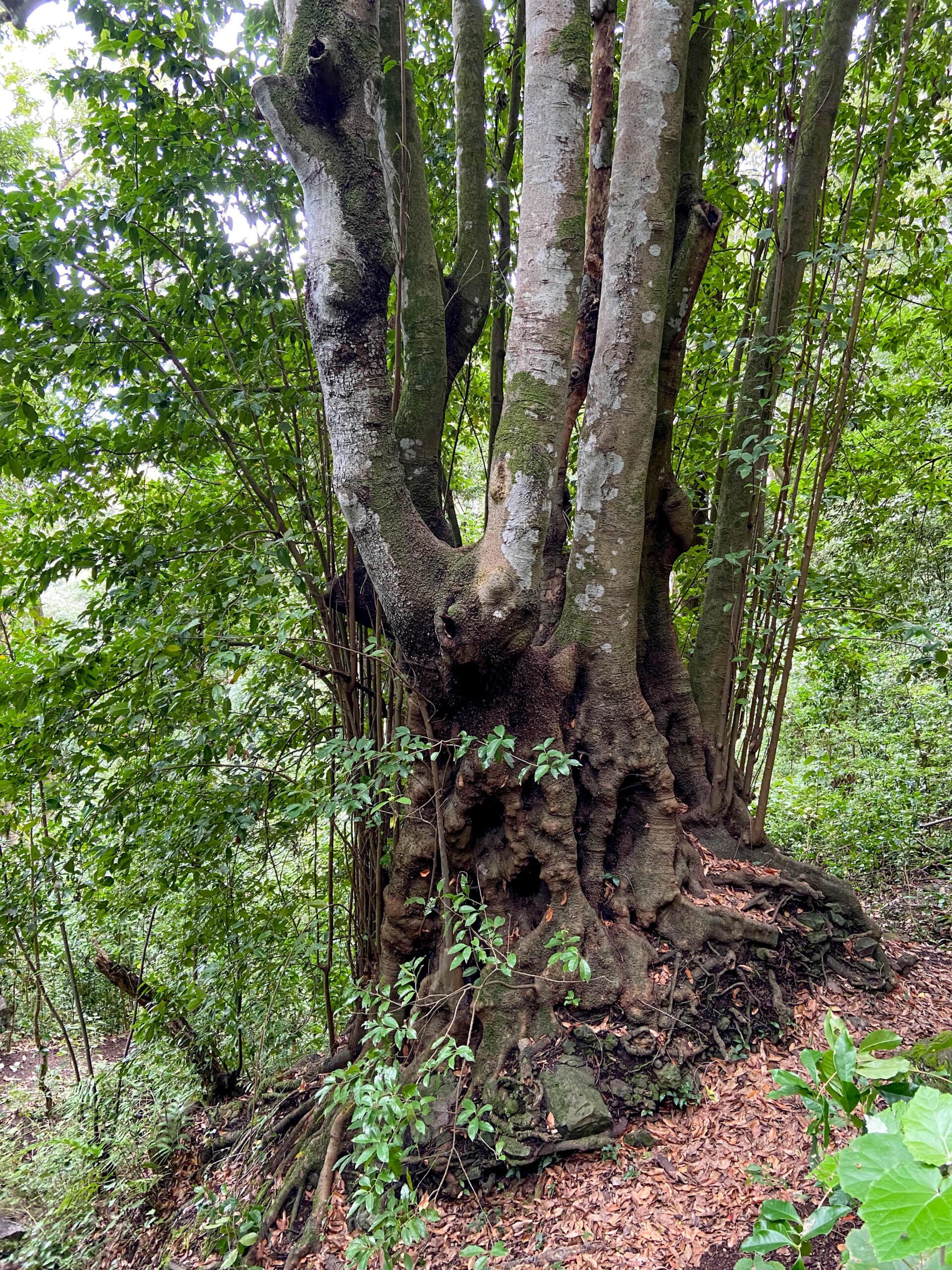 Wanderweg durch den Wald über Los Realejos