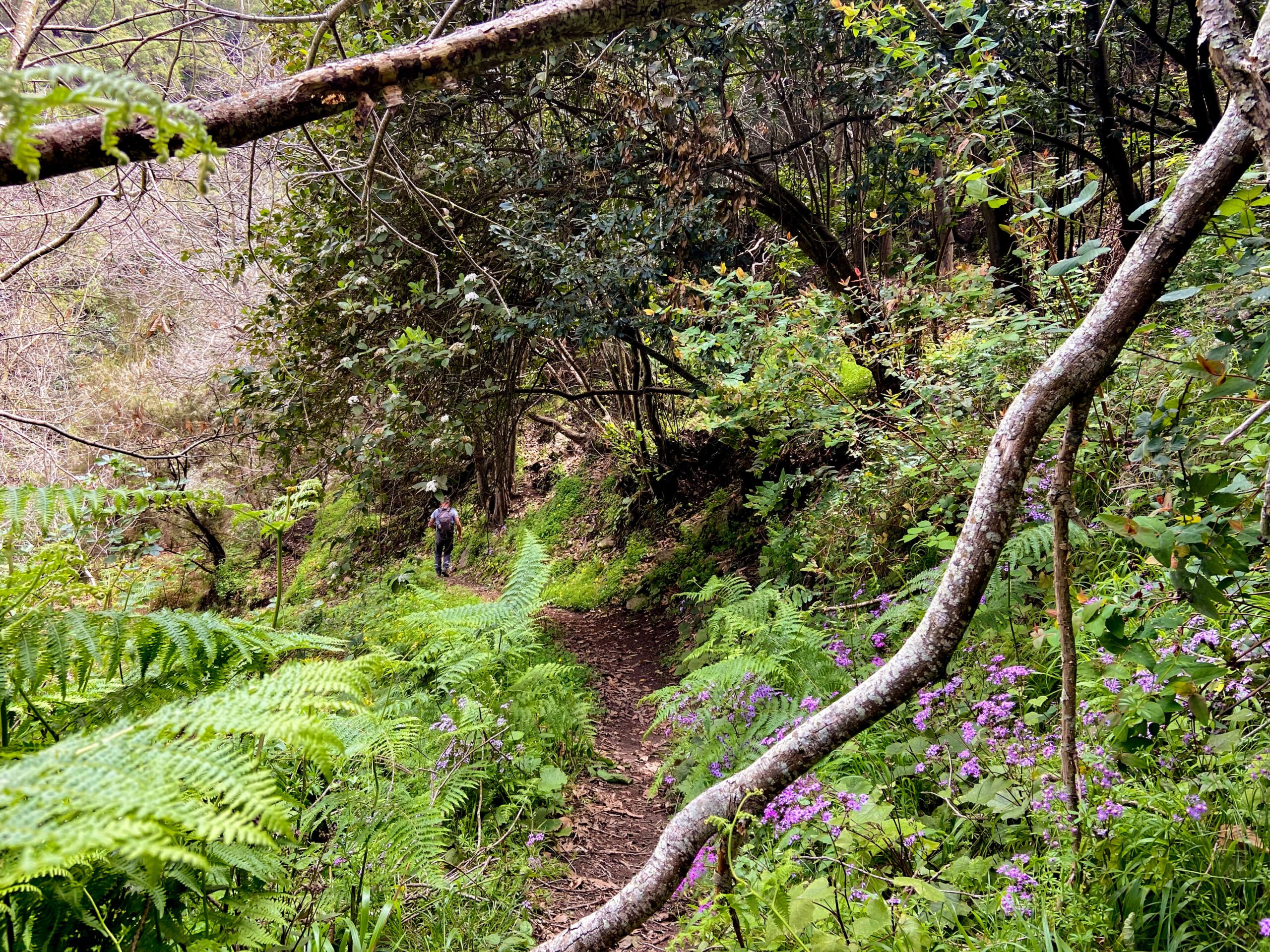 Wanderer auf dem Wanderweg zwischen Chanajiga und Los Realejos