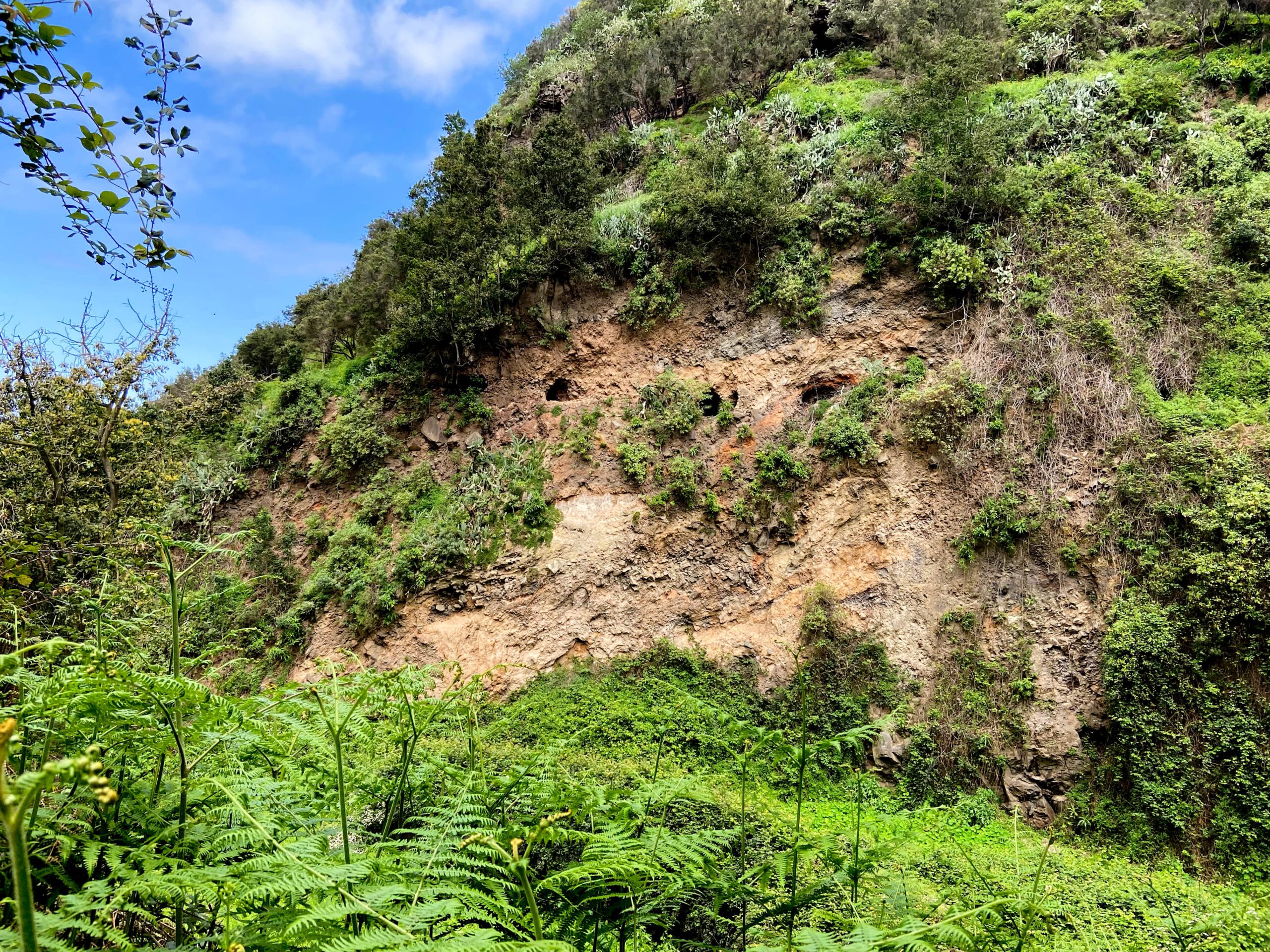 Grüne Wiesen, Büschen, Höhlen und "Urwald" erwarten dich auf der Wanderung