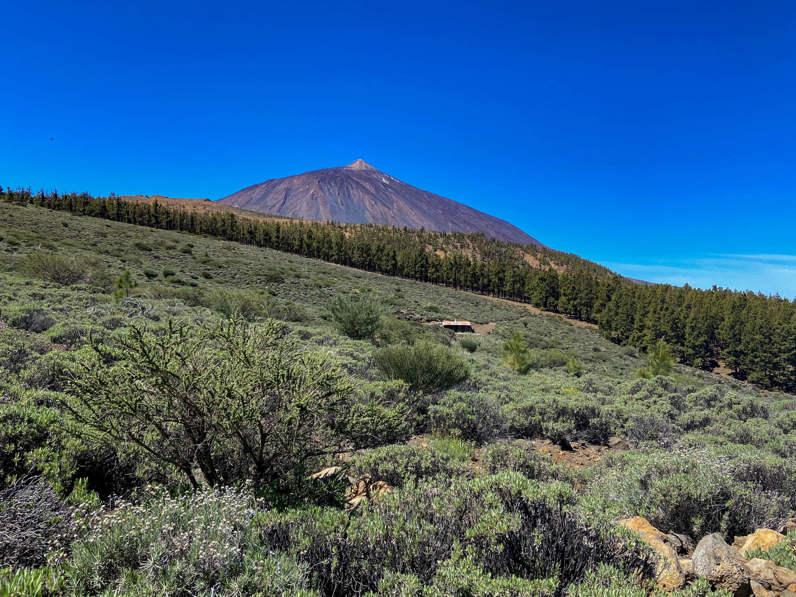 grüne Hänge mit Blick auf den Teide nachdem du den Wald verlassen hast