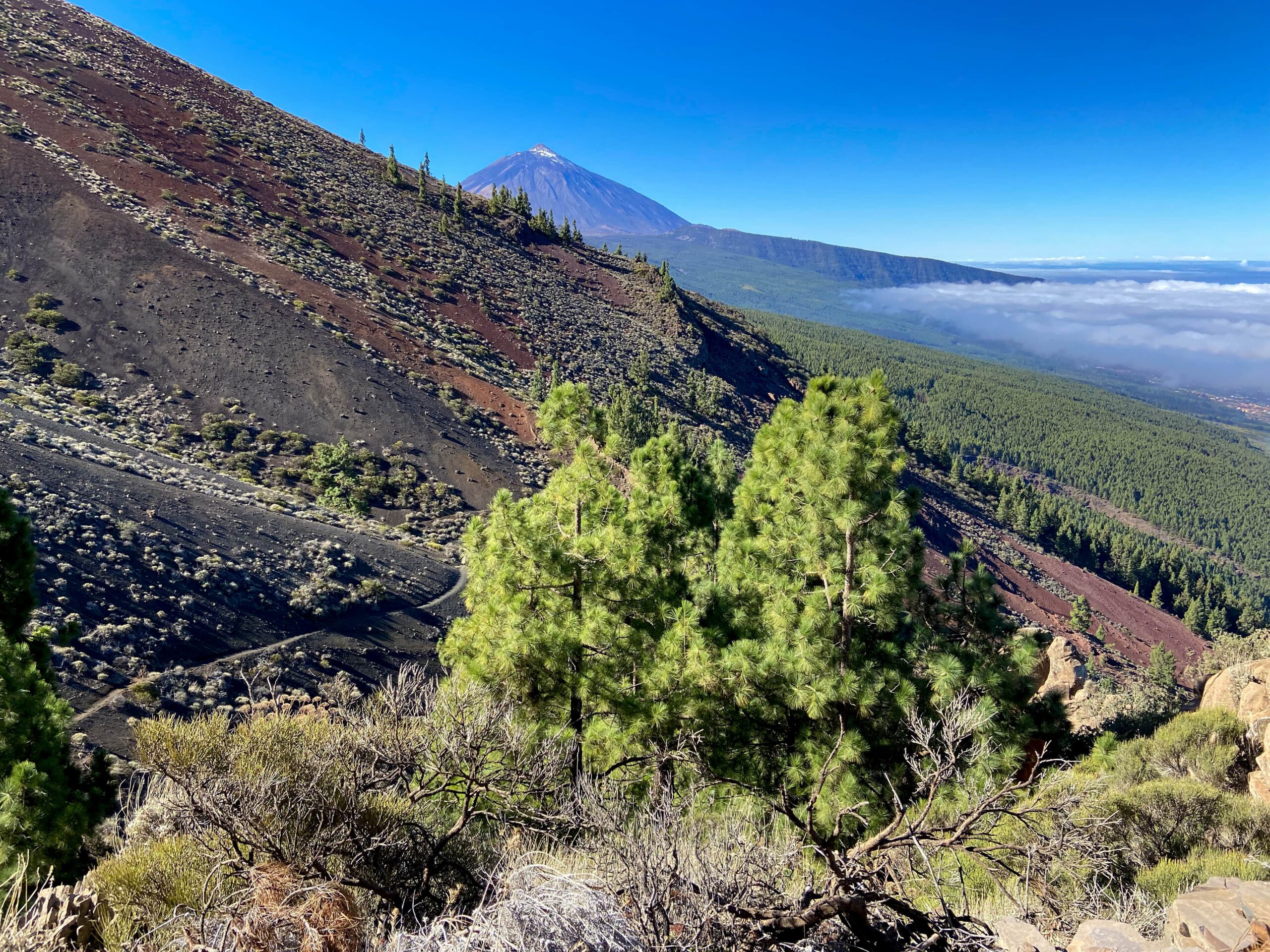 Hikers In Forest. Couple Hiking In Fall Forest. Asian Woman Hiker In Front  Smiling Happy. Photo From Aguamansa, Orotava, Tenerife, Canary Islands,  Spain. Banco de Imagens Royalty Free, Ilustrações, Imagens e Banco