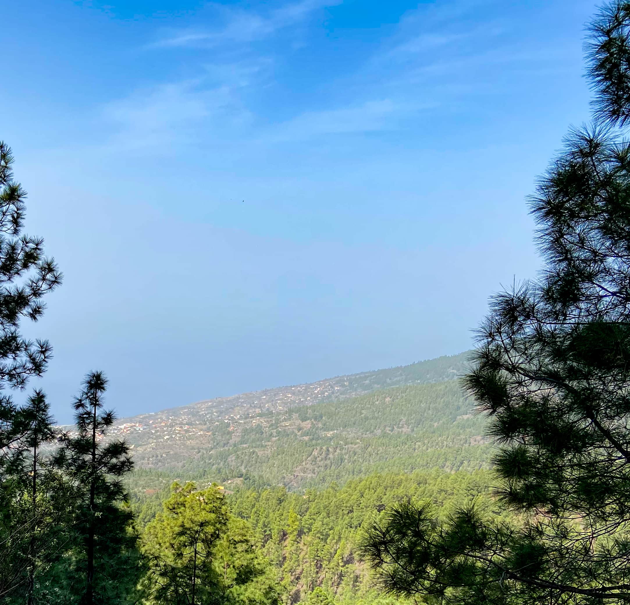 Blick aus der Höhe Hoya Grande über die Kiefernwälder
