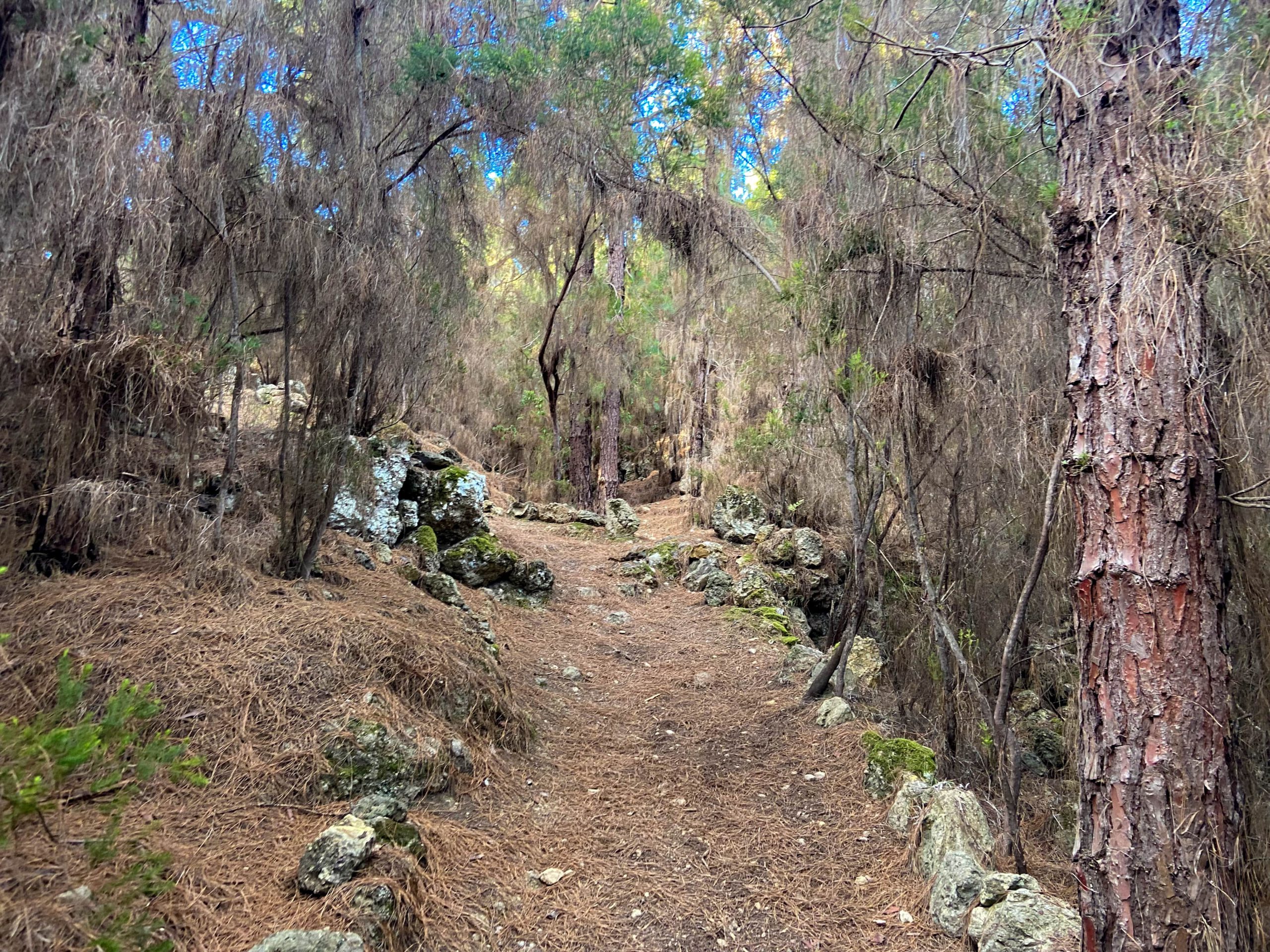 Wanderweg durch den Kiefernwald - Ruta del Agua