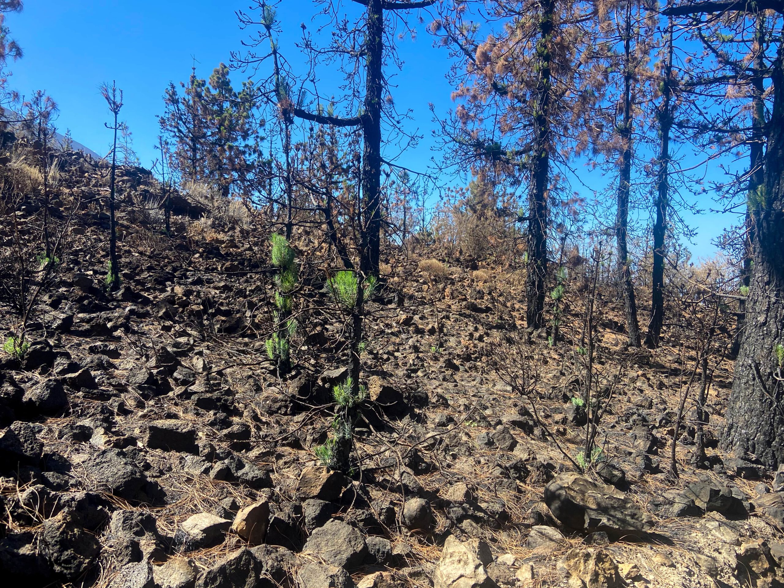verbrannte Wälder mit neuem frischen Grün