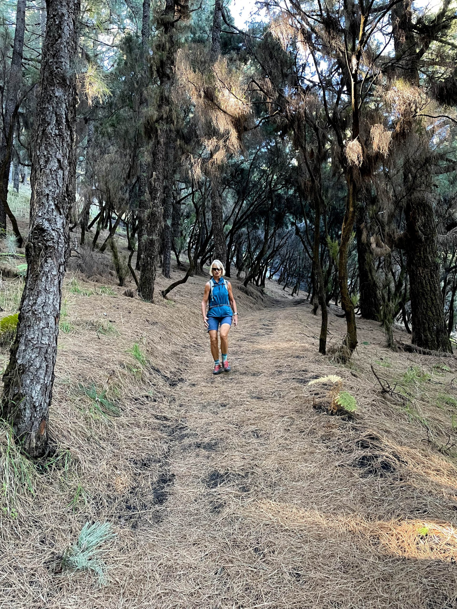 Wandern im Kiefernwald über dem Vulkan Tajogaite