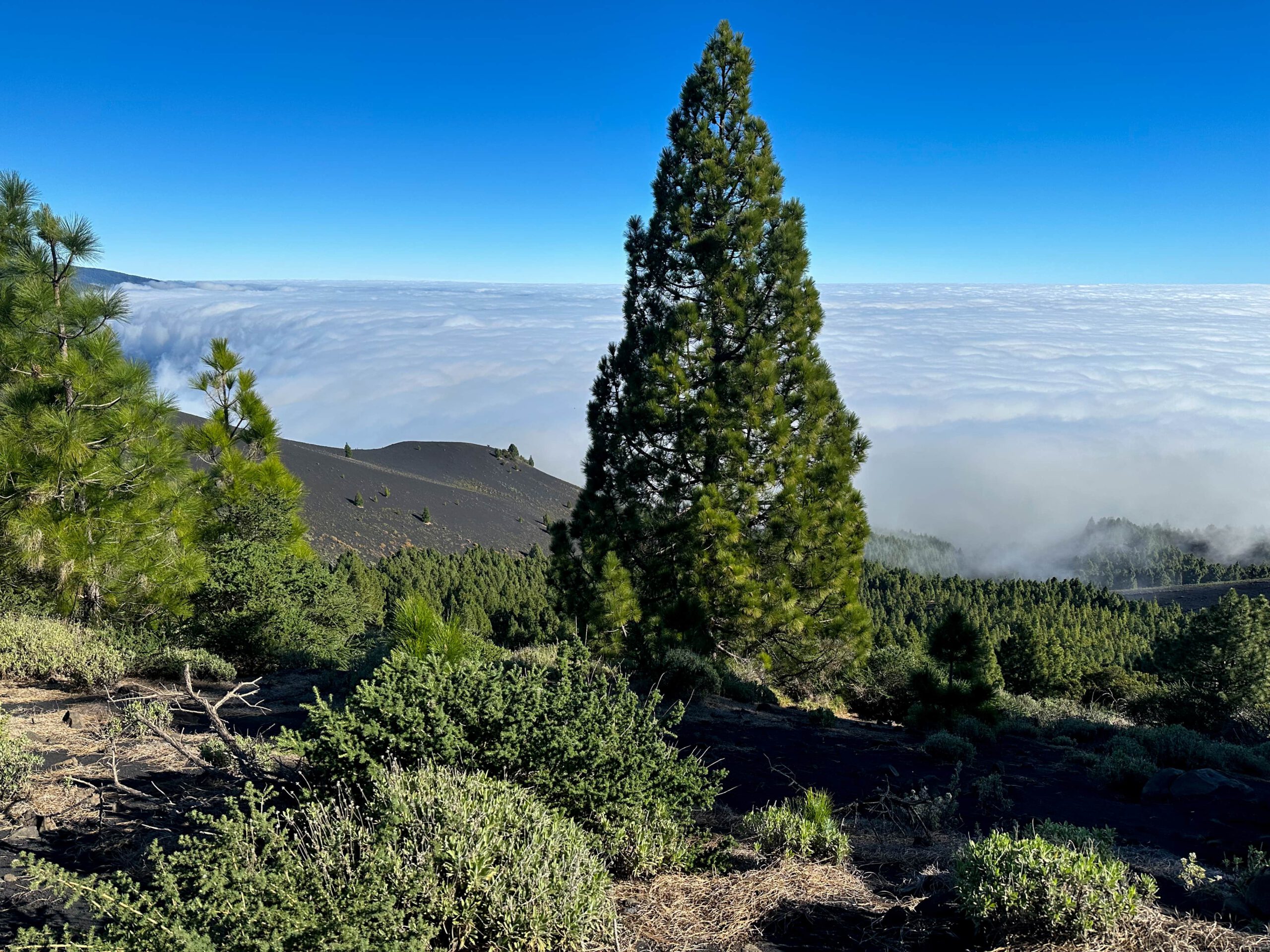Abstiegsweg Montaña la Barquita 1809 Höhenmeter
