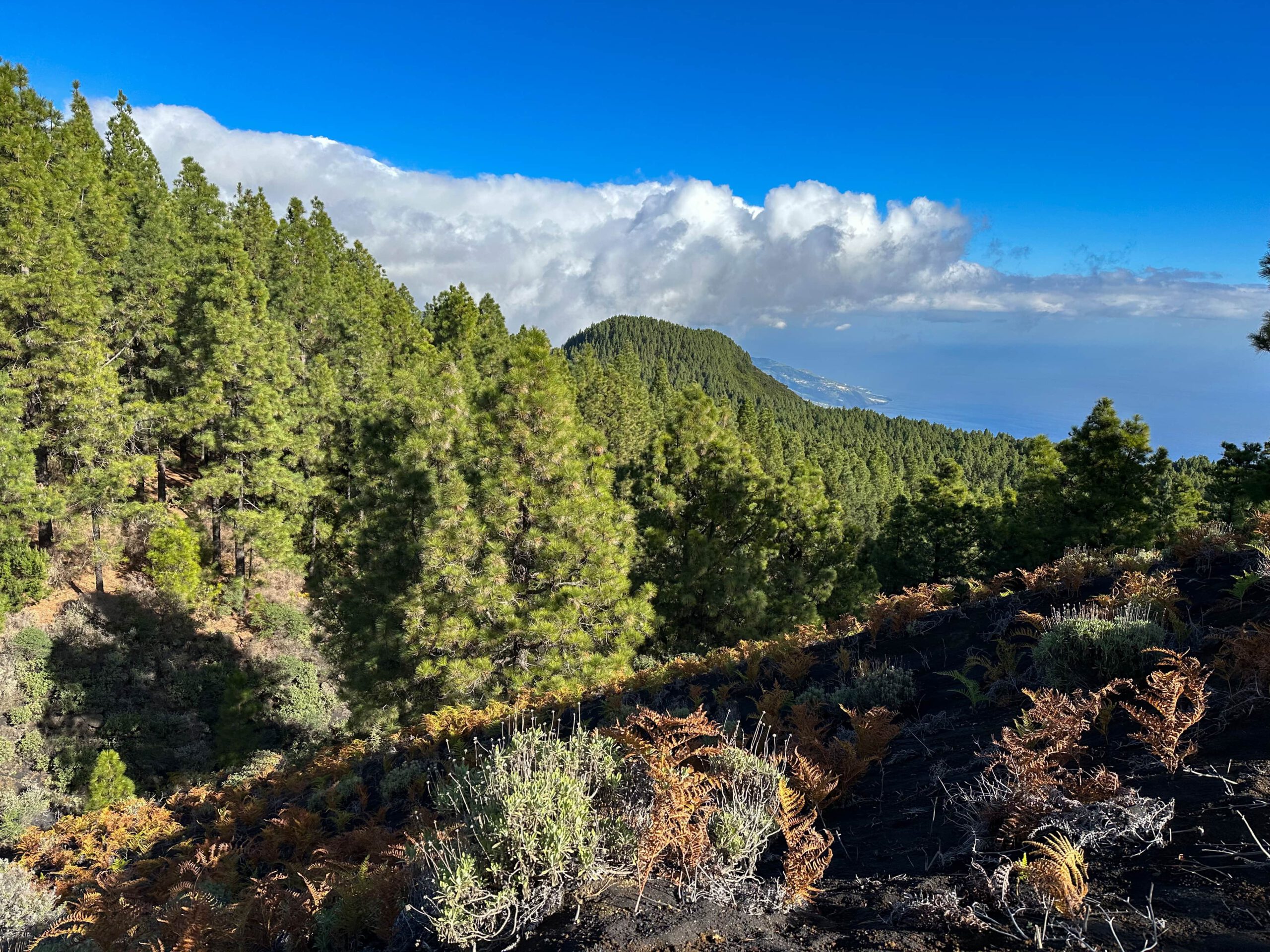 Blick vom Wanderweg auf die Küste mit Santa Cruz de La Palma