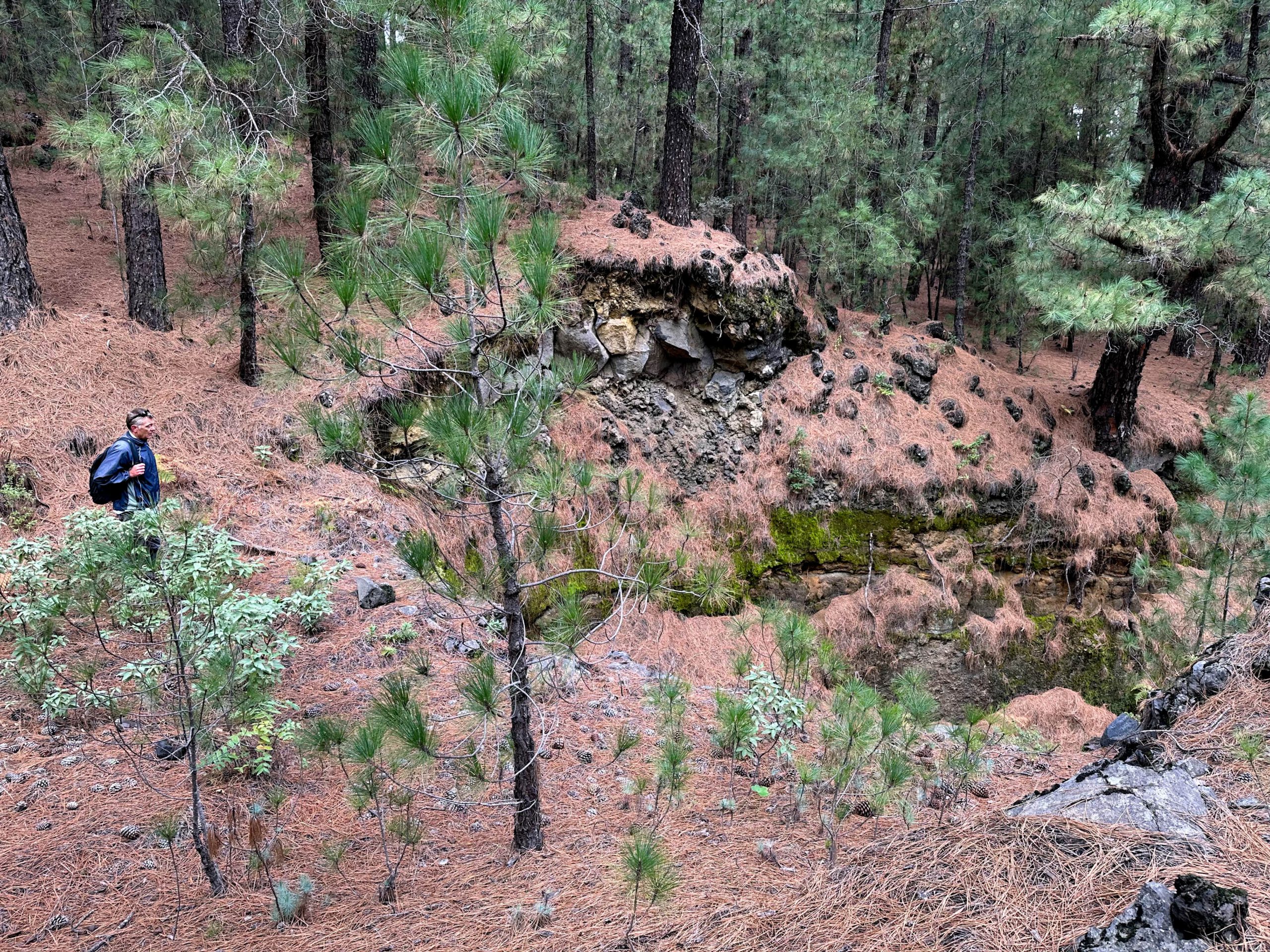 Wanderpfad durch den Kiefernwald - Umgehung einer kleinen Schlucht