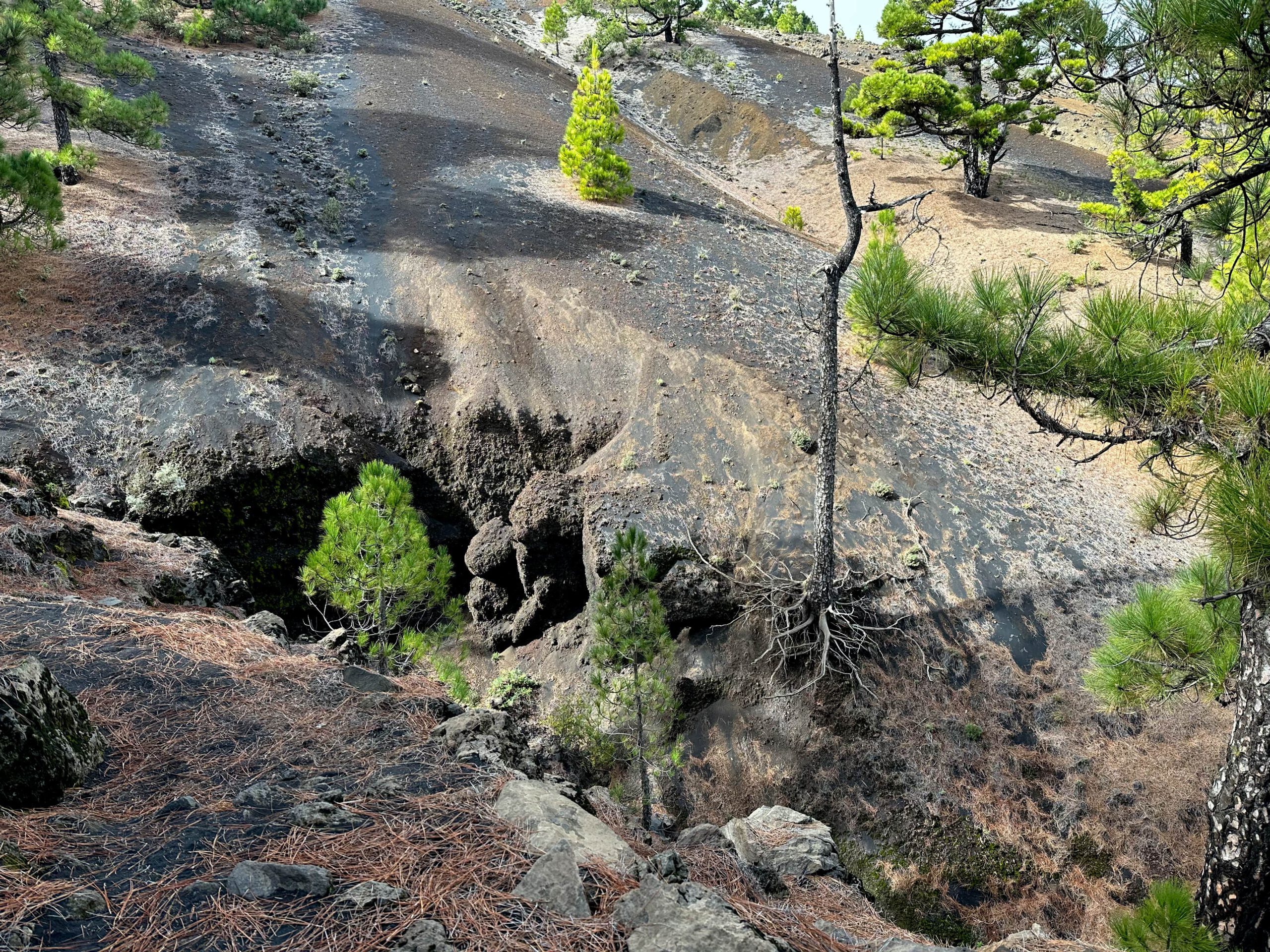 Wandern zwischen Kiefern und Vulkanen