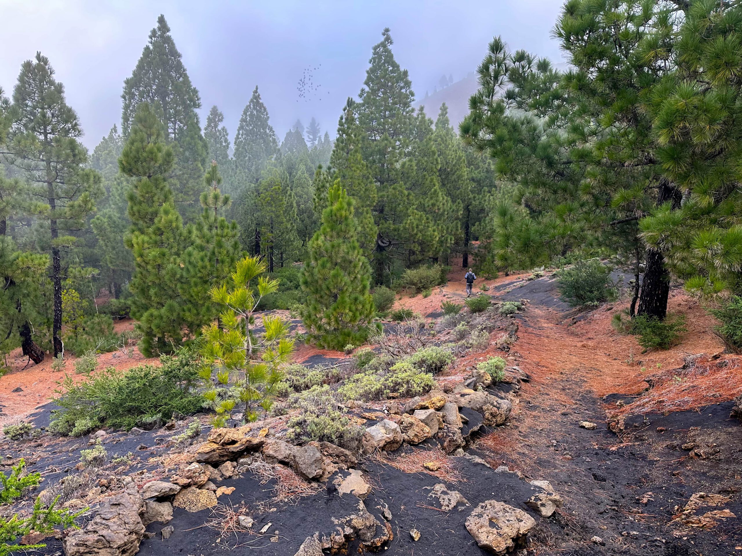 Wanderweg Ruta de los Volcanes zurück nach El Pilar
