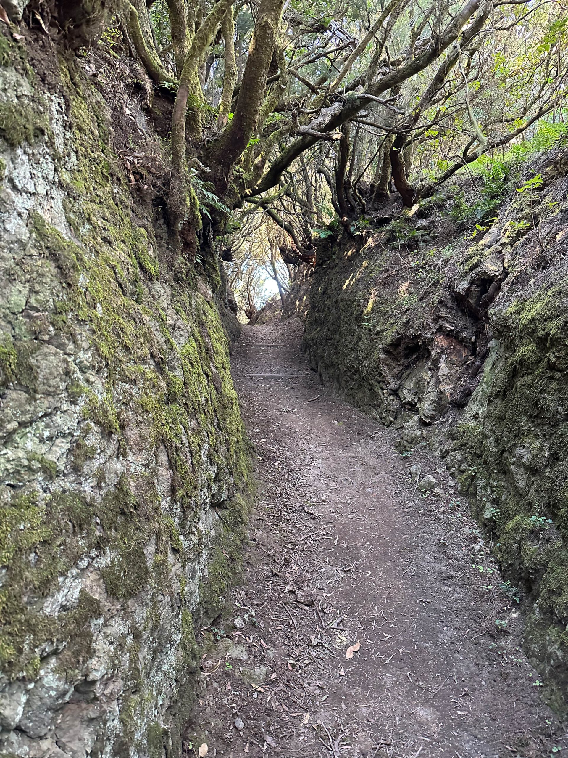 Schmaler pfad durch den Lorbeerwald nach Los Roques